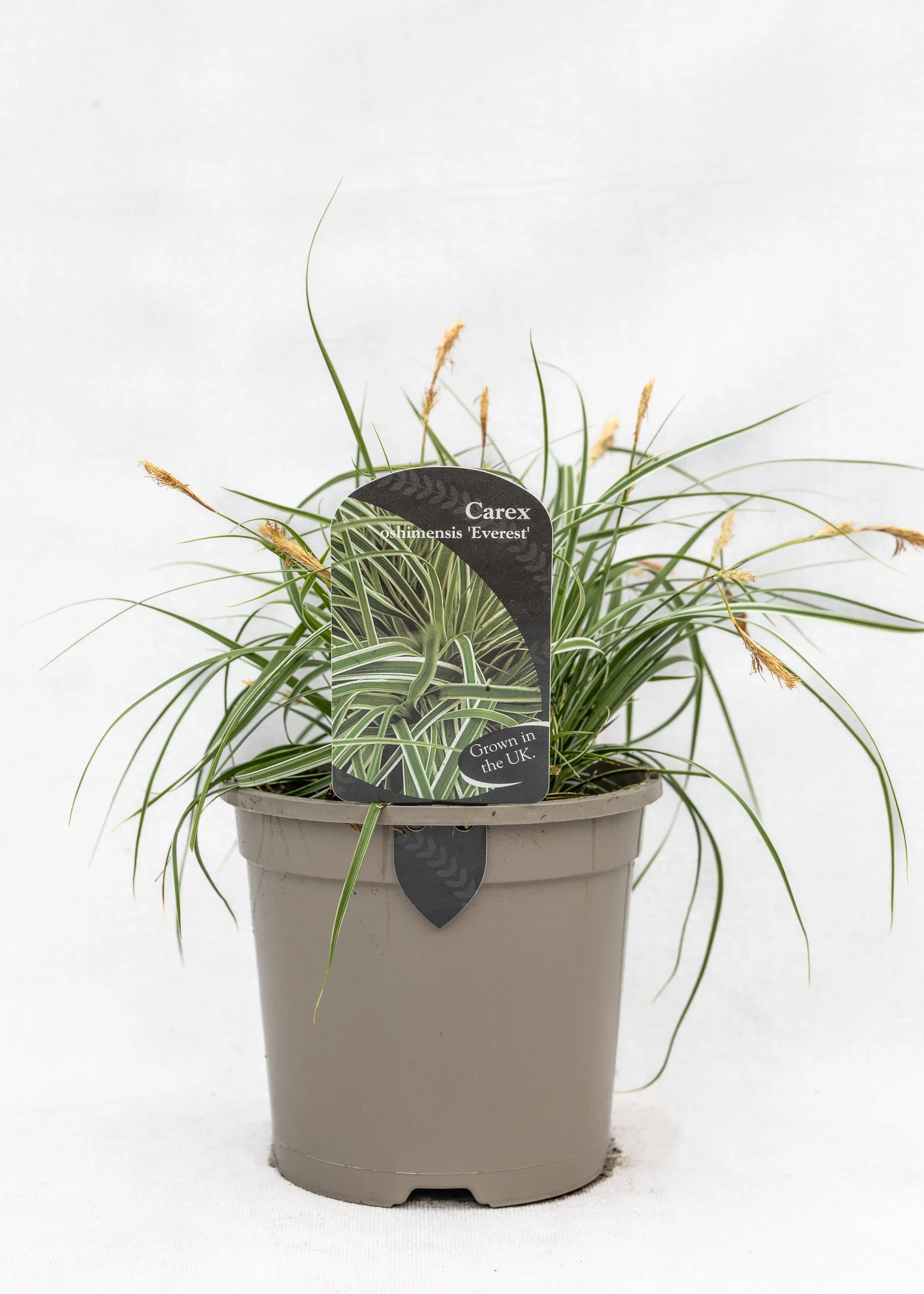 Carex oshimensis 'Everest'