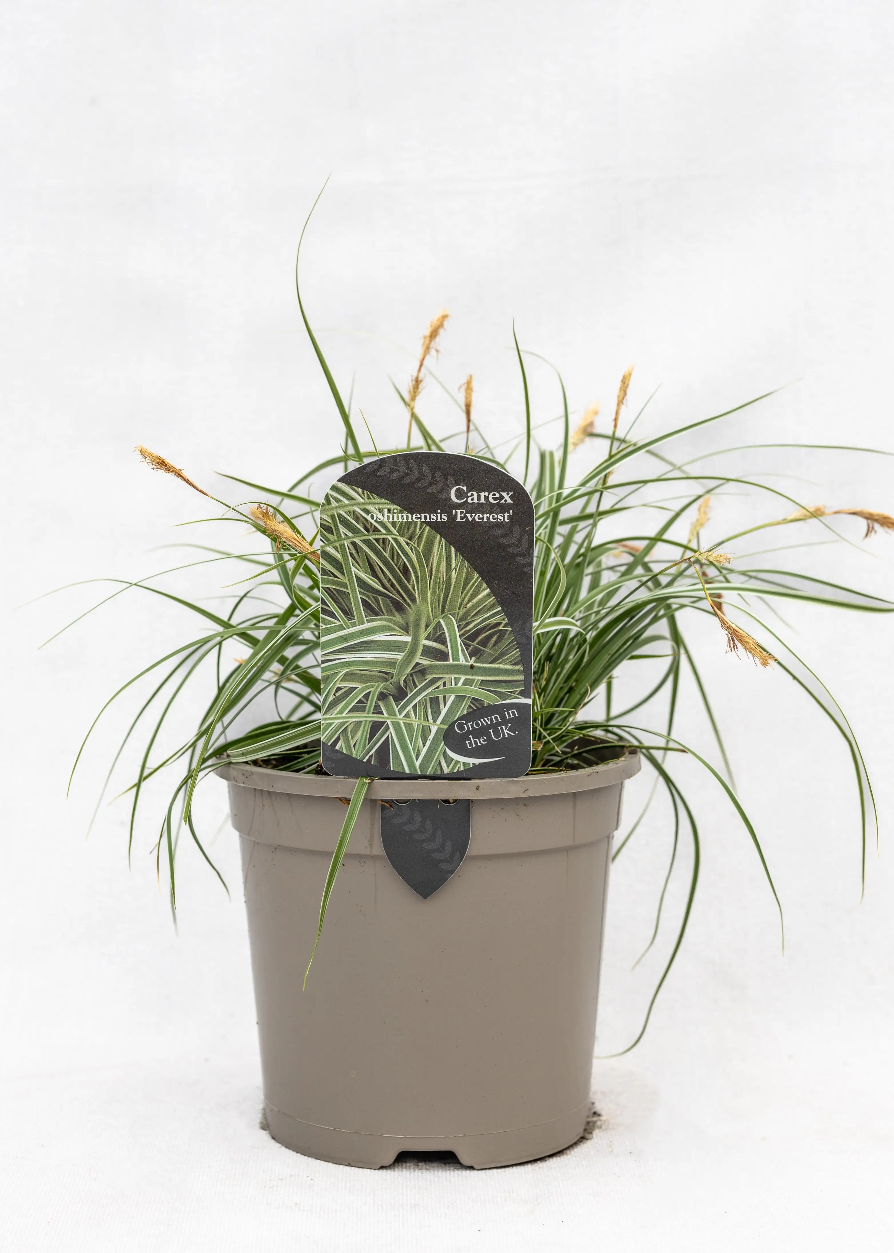 Carex oshimensis 'Everest'