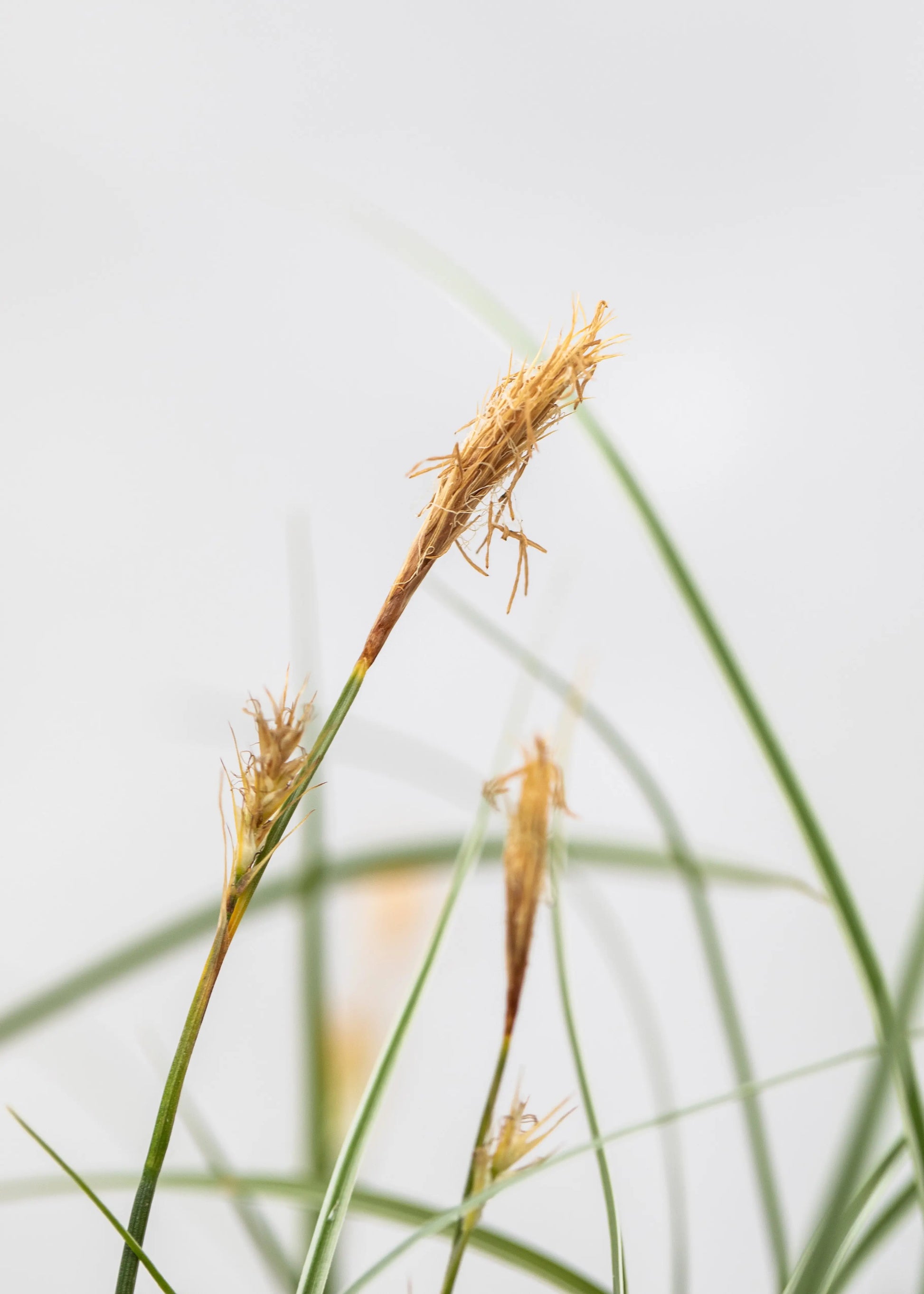 Carex oshimensis 'Everest'