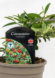 Cotoneaster salicifolius 'Repens'