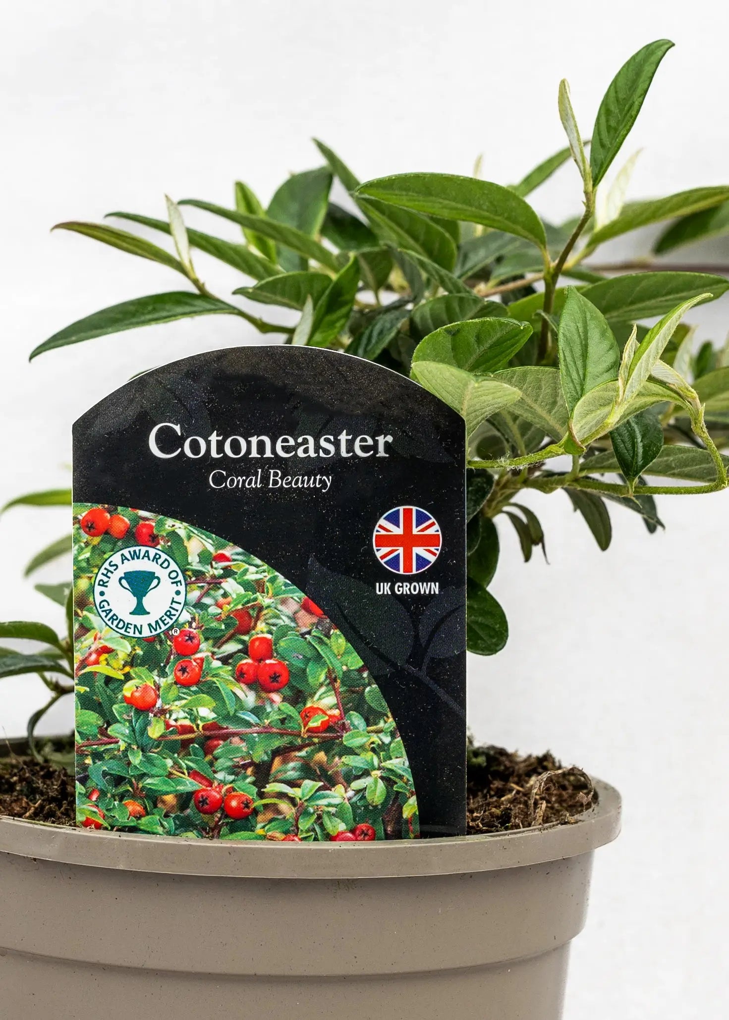 Cotoneaster salicifolius 'Repens'