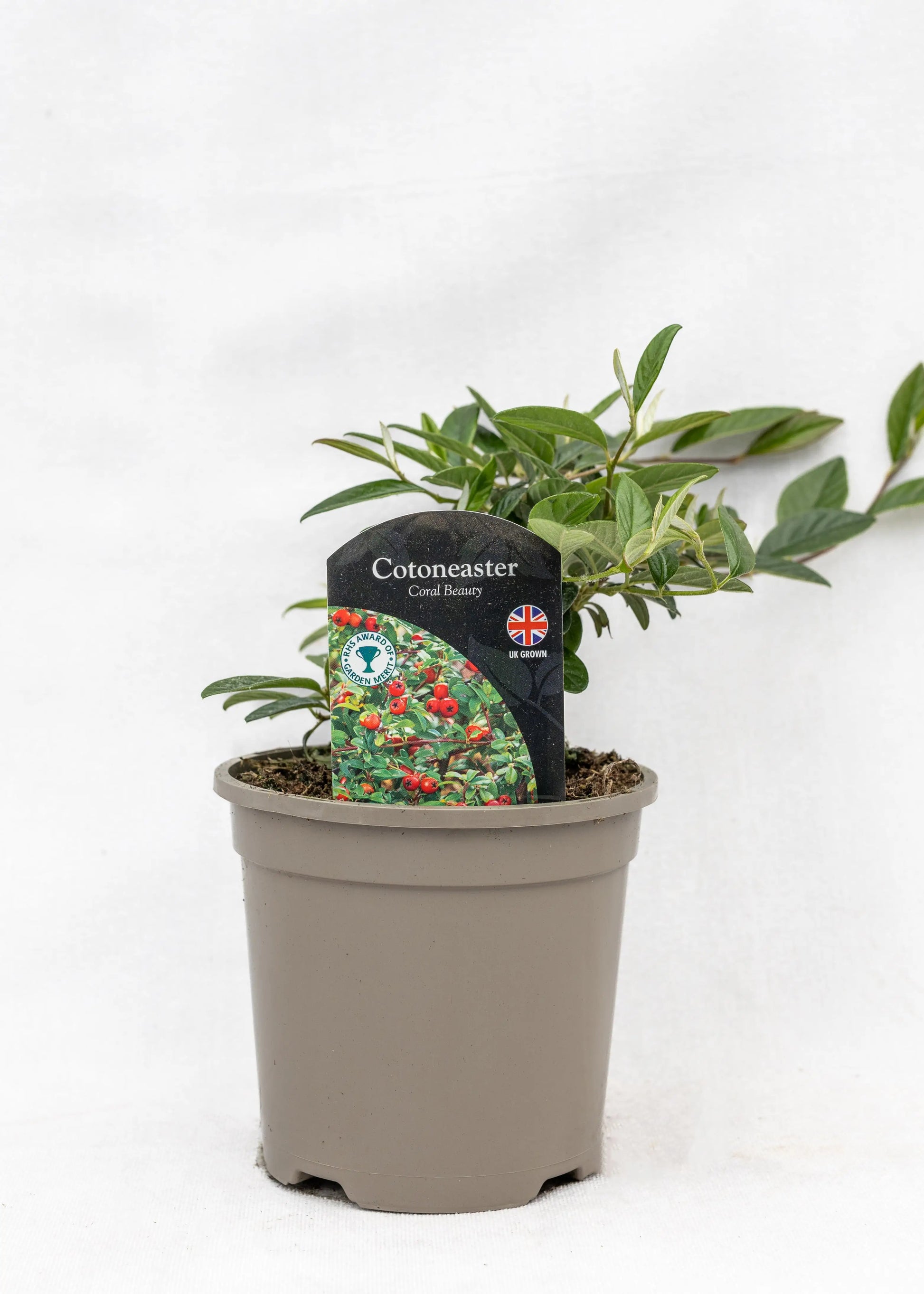Cotoneaster salicifolius 'Repens'