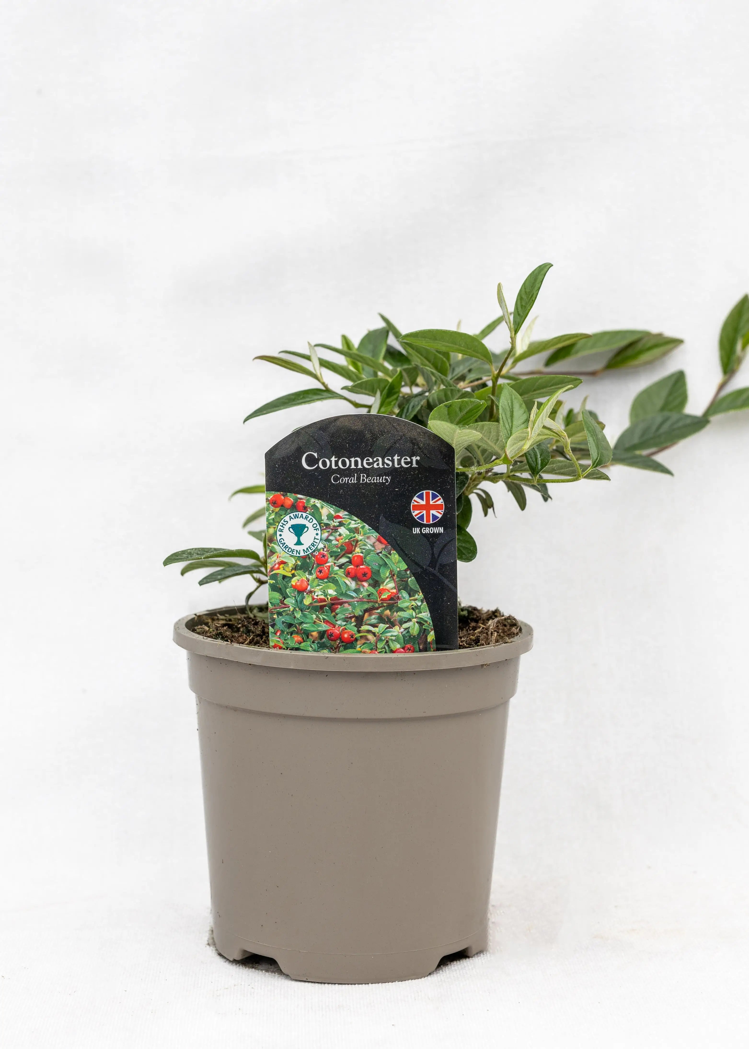 Cotoneaster salicifolius 'Repens'