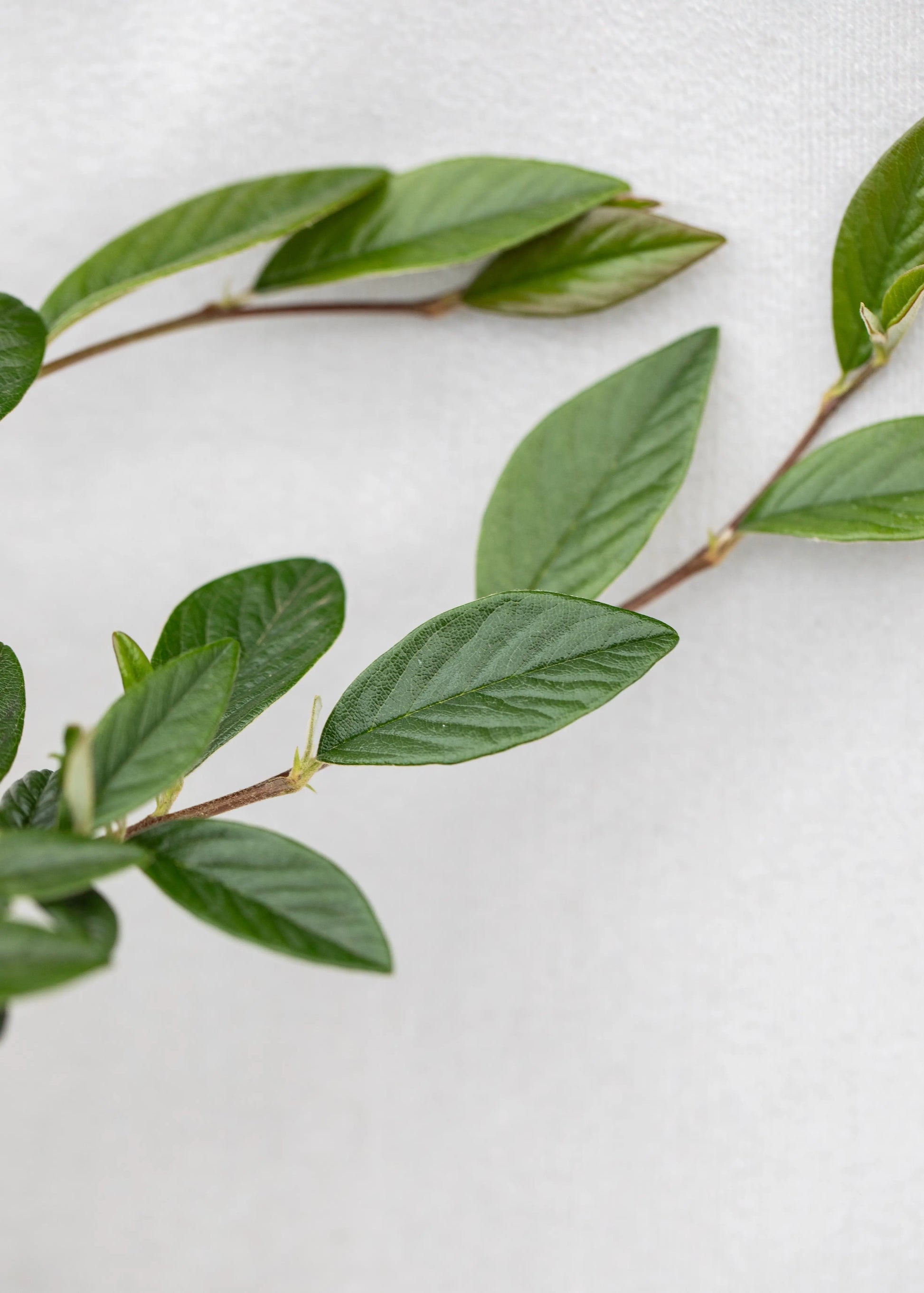 Cotoneaster salicifolius 'Repens'