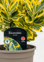 Euonymus japonicus 'Marieke'