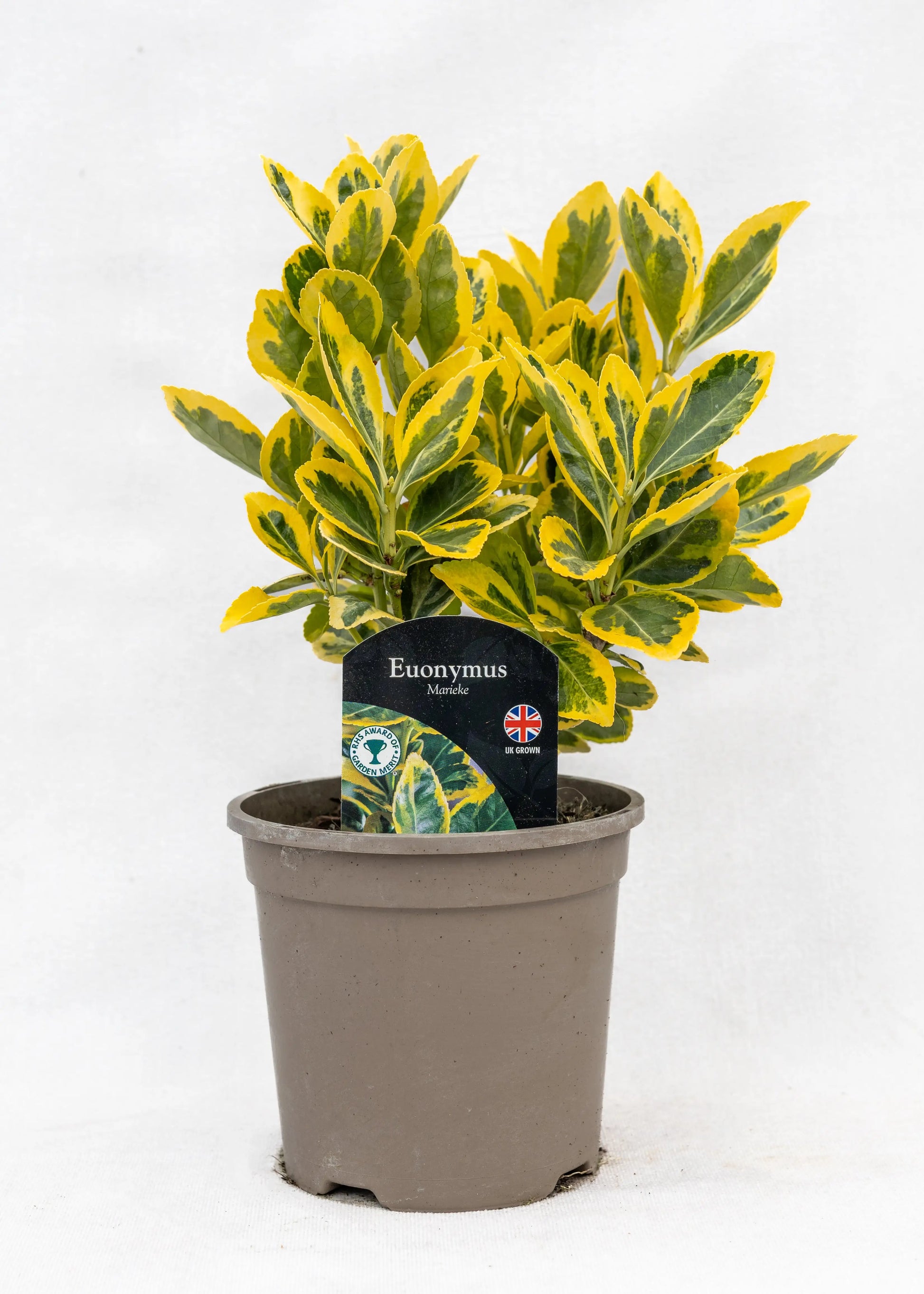 Euonymus japonicus 'Marieke'