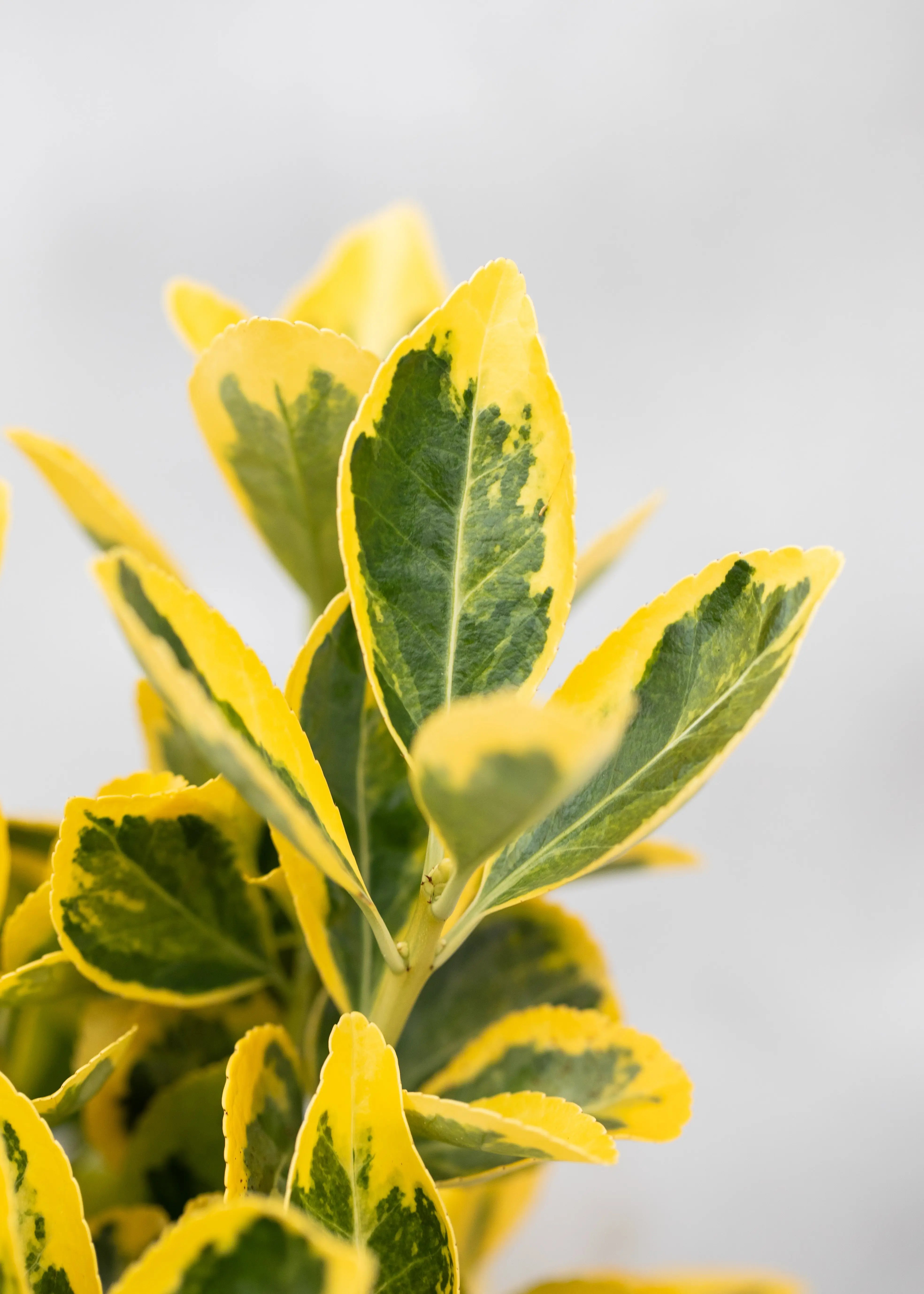 Euonymus japonicus 'Marieke'
