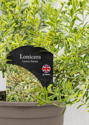 Lonicera nitida 'Lemon Beauty'