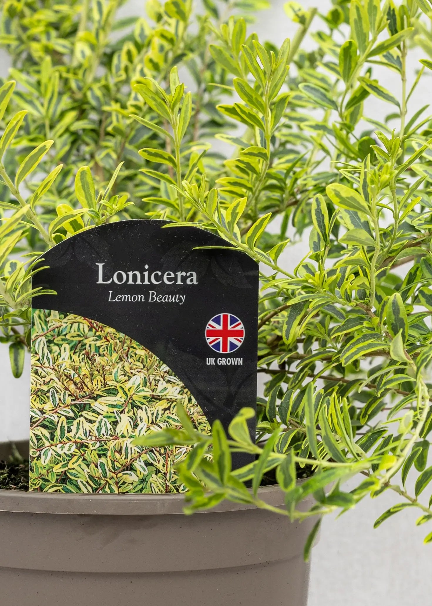 Lonicera nitida 'Lemon Beauty'