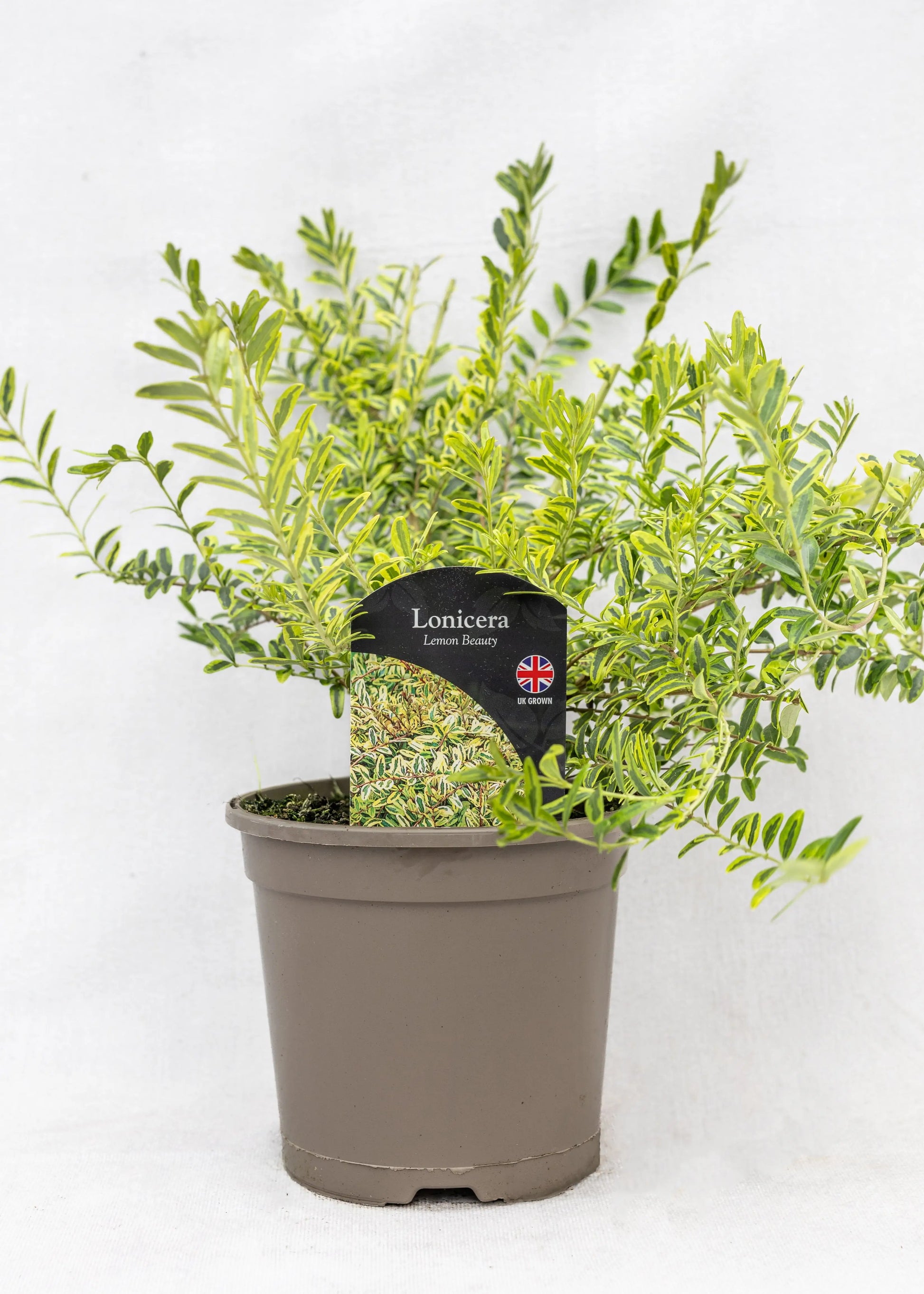 Lonicera nitida 'Lemon Beauty'