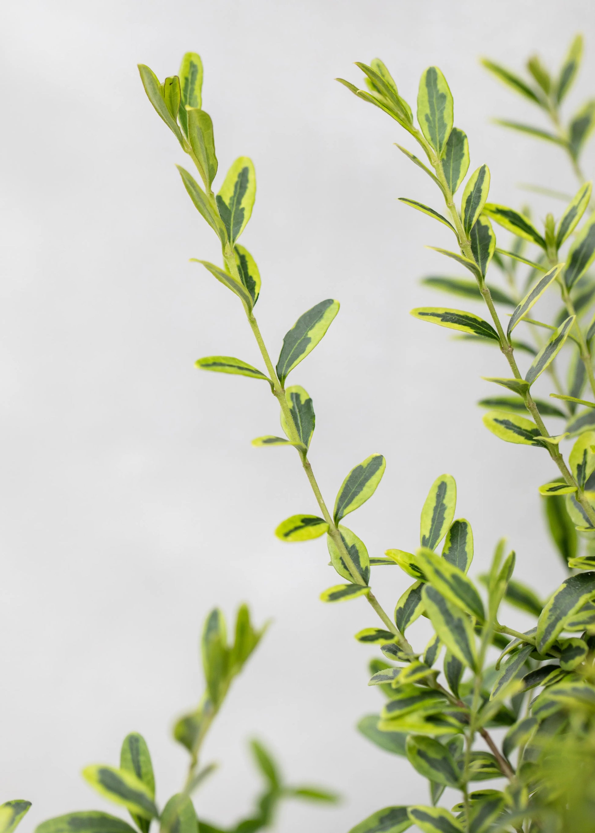 Lonicera nitida 'Lemon Beauty'