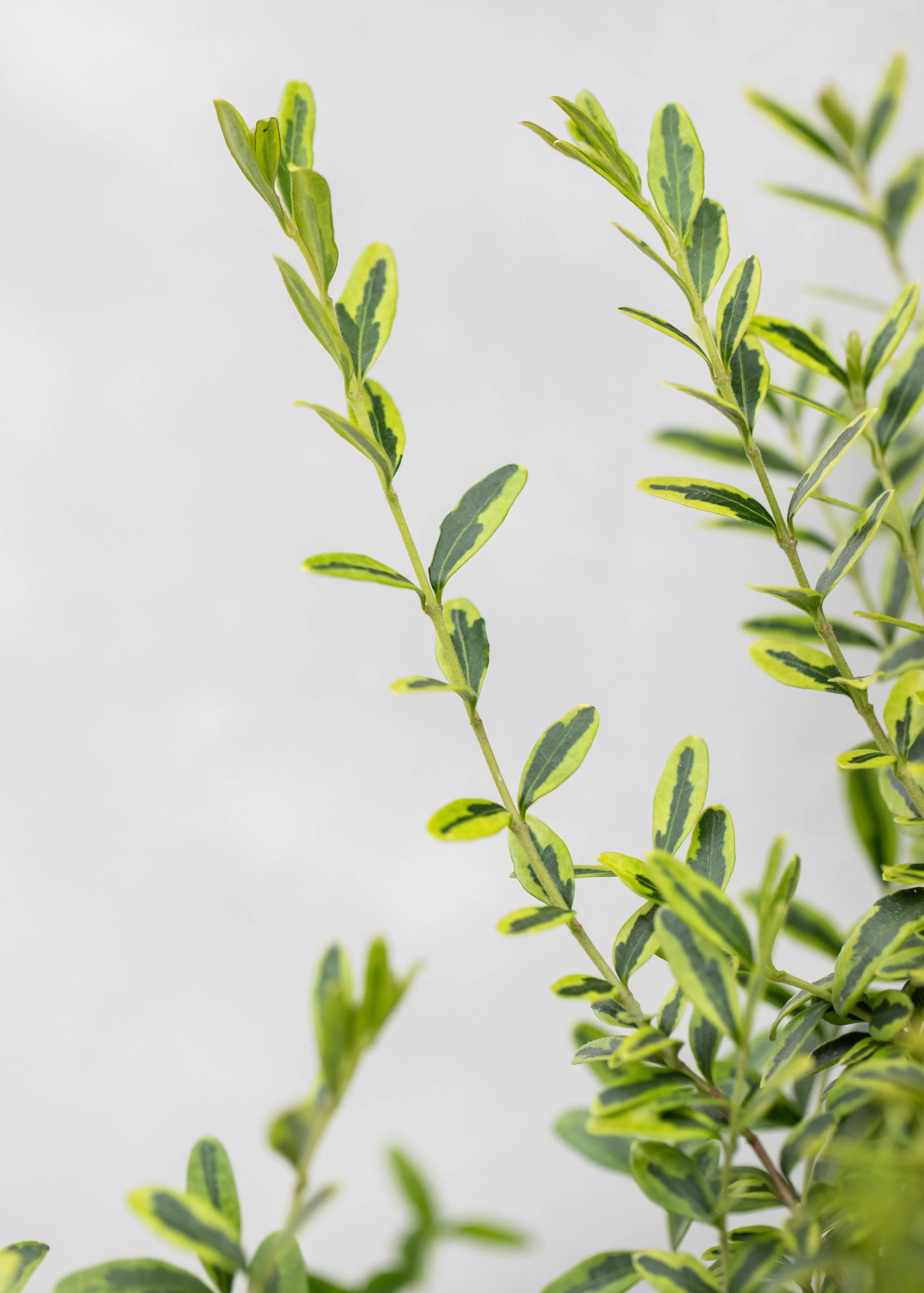 Lonicera nitida 'Lemon Beauty'