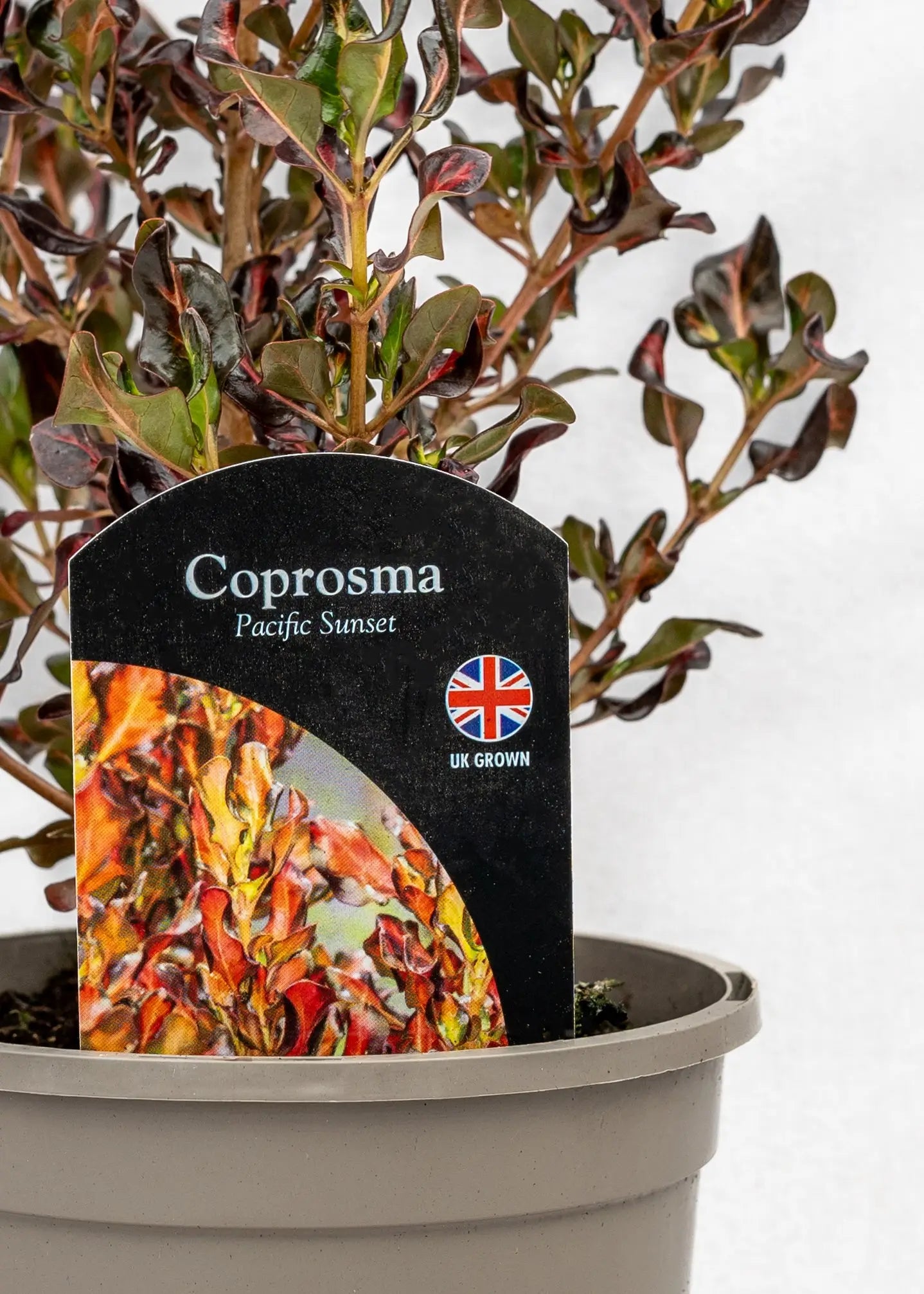 Coprosma 'Pacific Sunset'