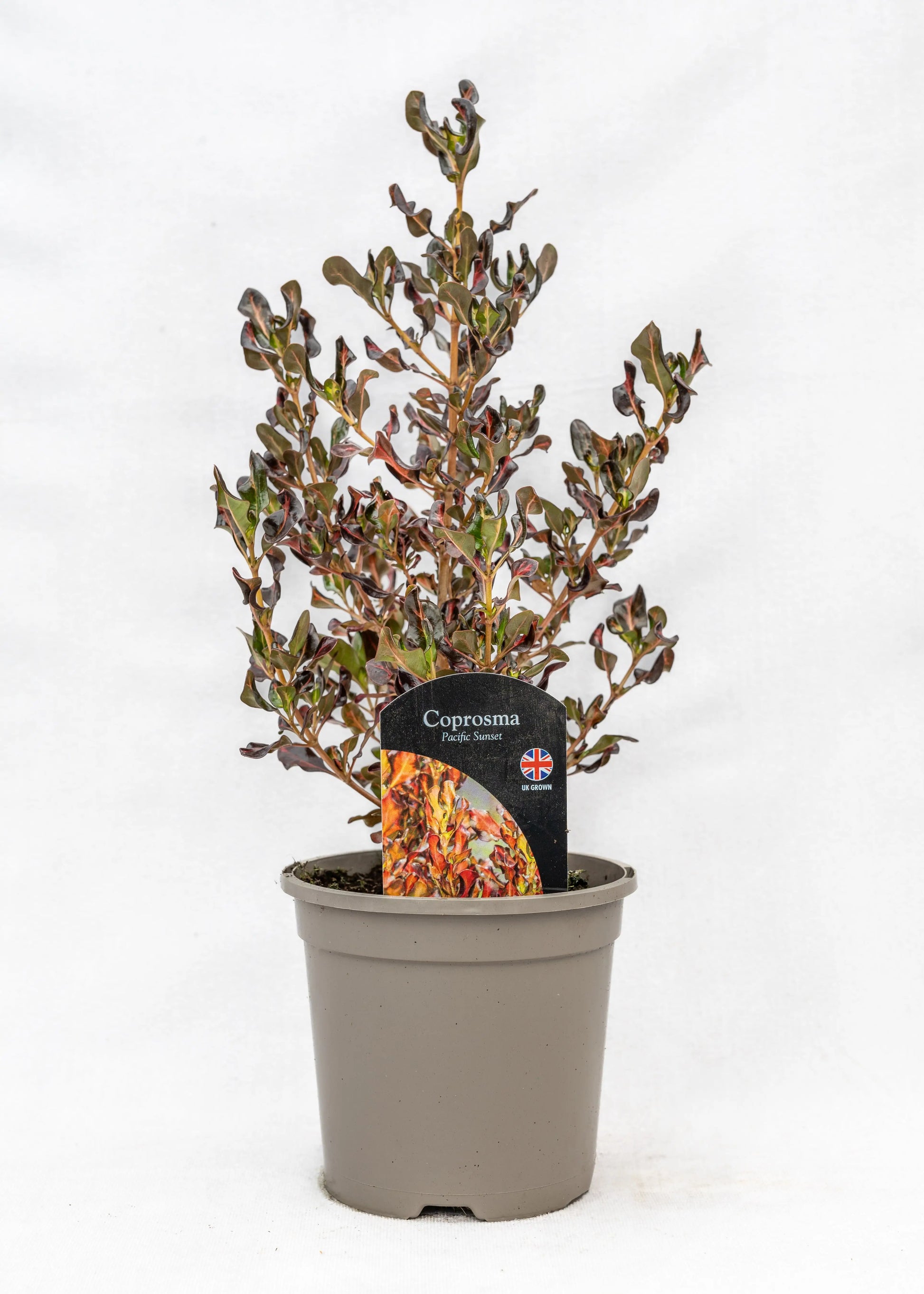 Coprosma 'Pacific Sunset'