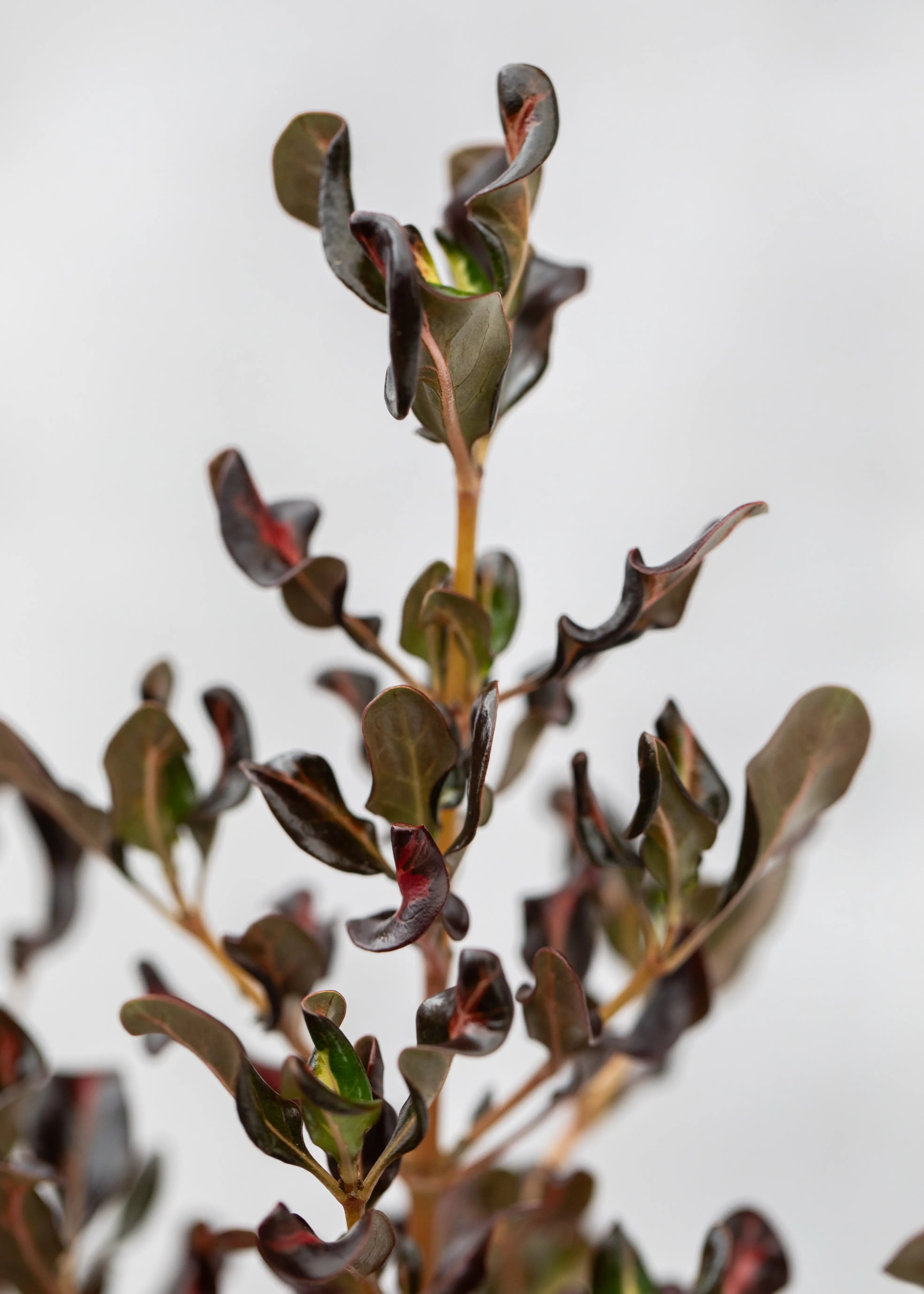 Coprosma 'Pacific Sunset'