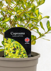 Coprosma repens 'Lemon & Lime'