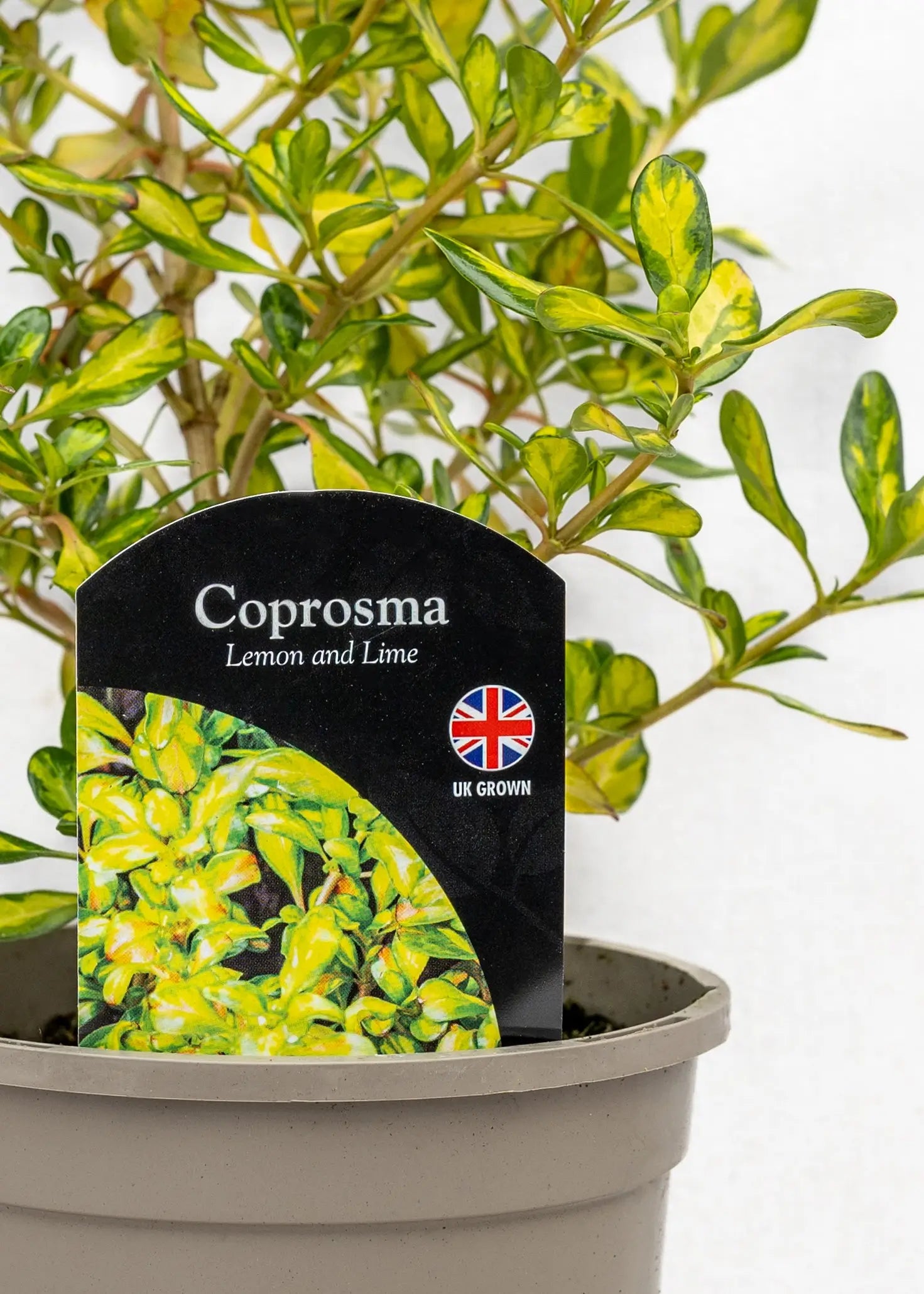 Coprosma repens 'Lemon & Lime'