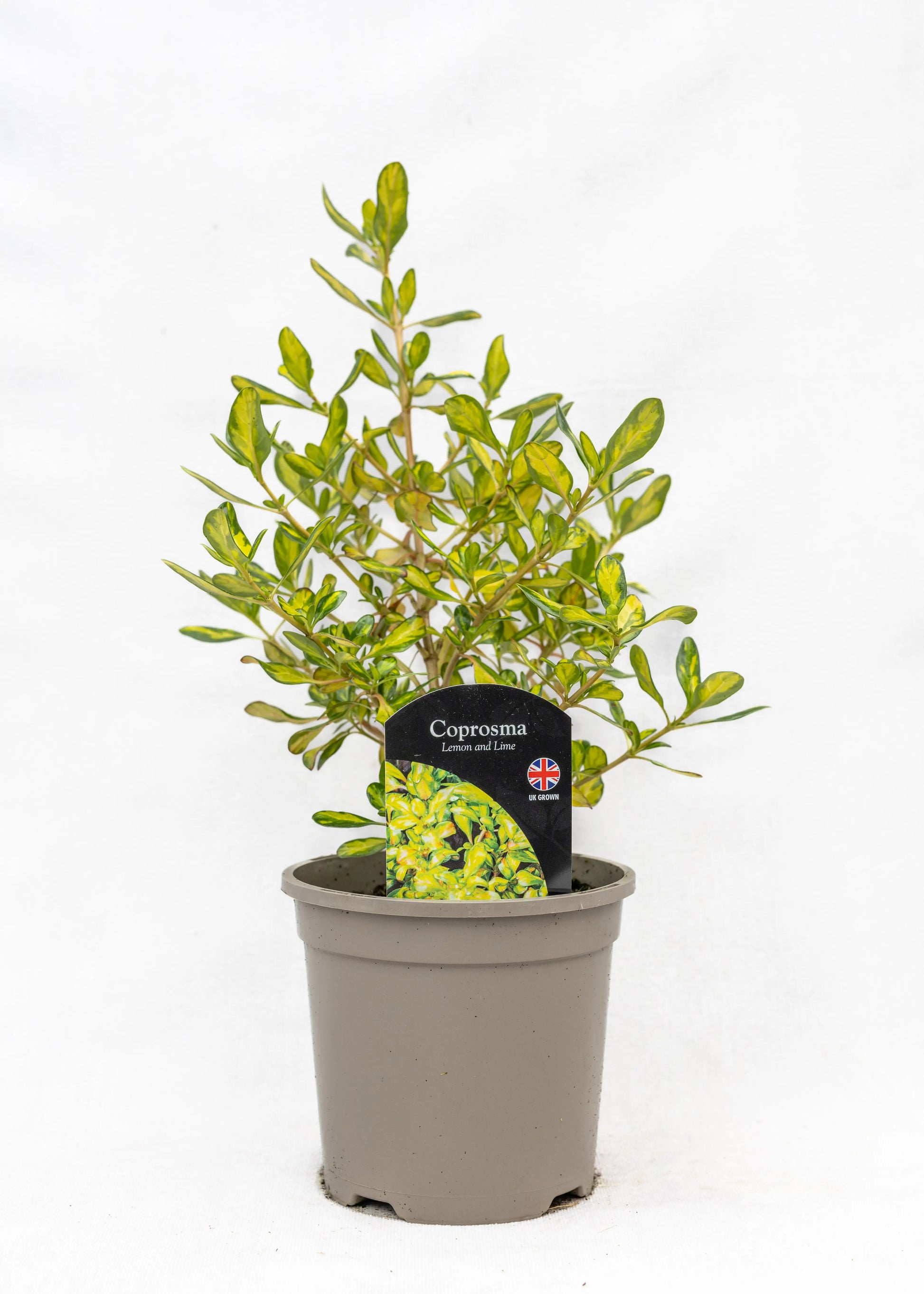 Coprosma repens 'Lemon & Lime'