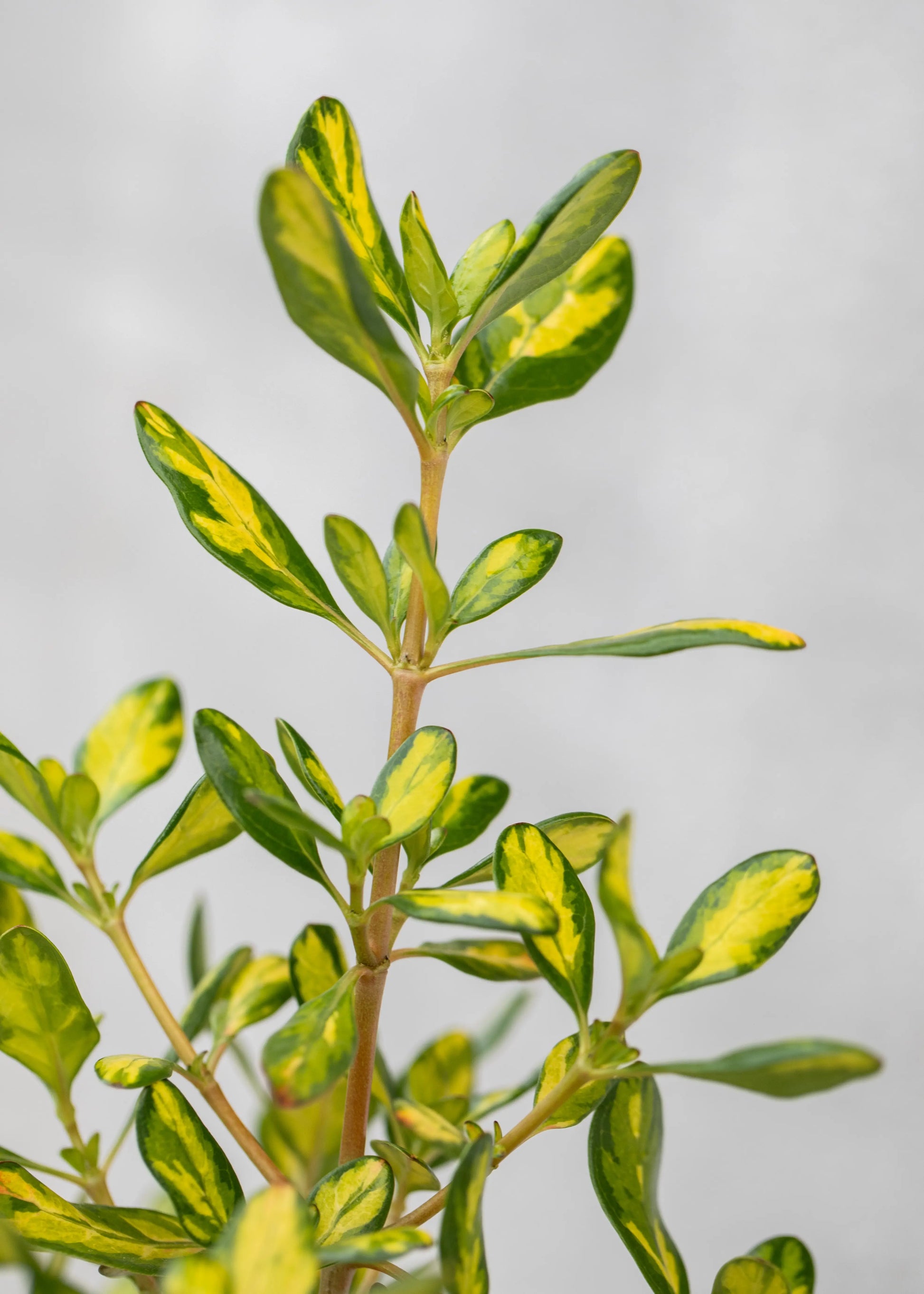 Coprosma repens 'Lemon & Lime'