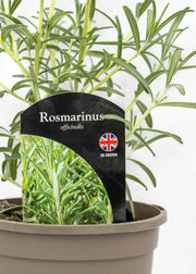Rosmarinus 'Speedy'