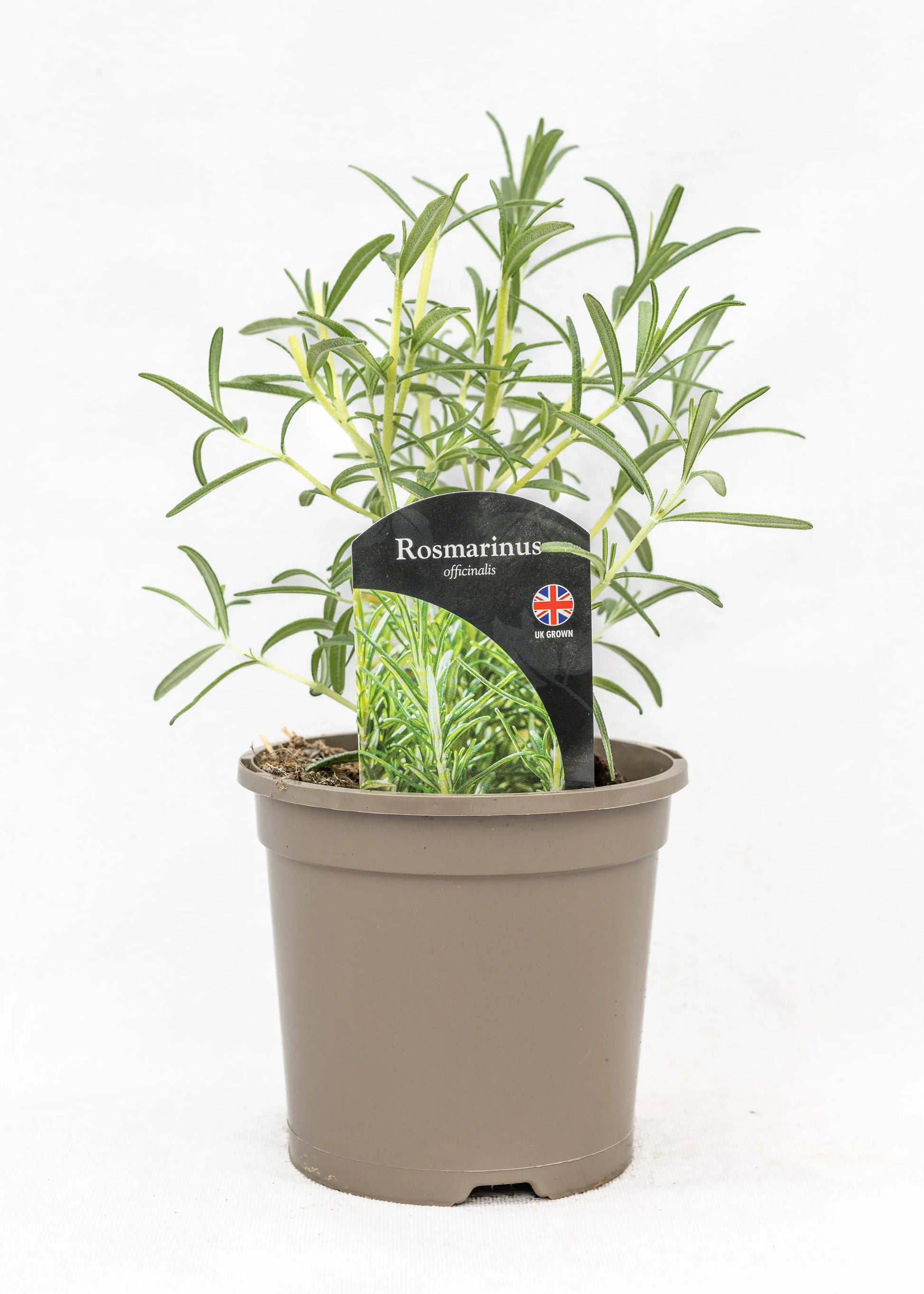 Rosmarinus 'Speedy'