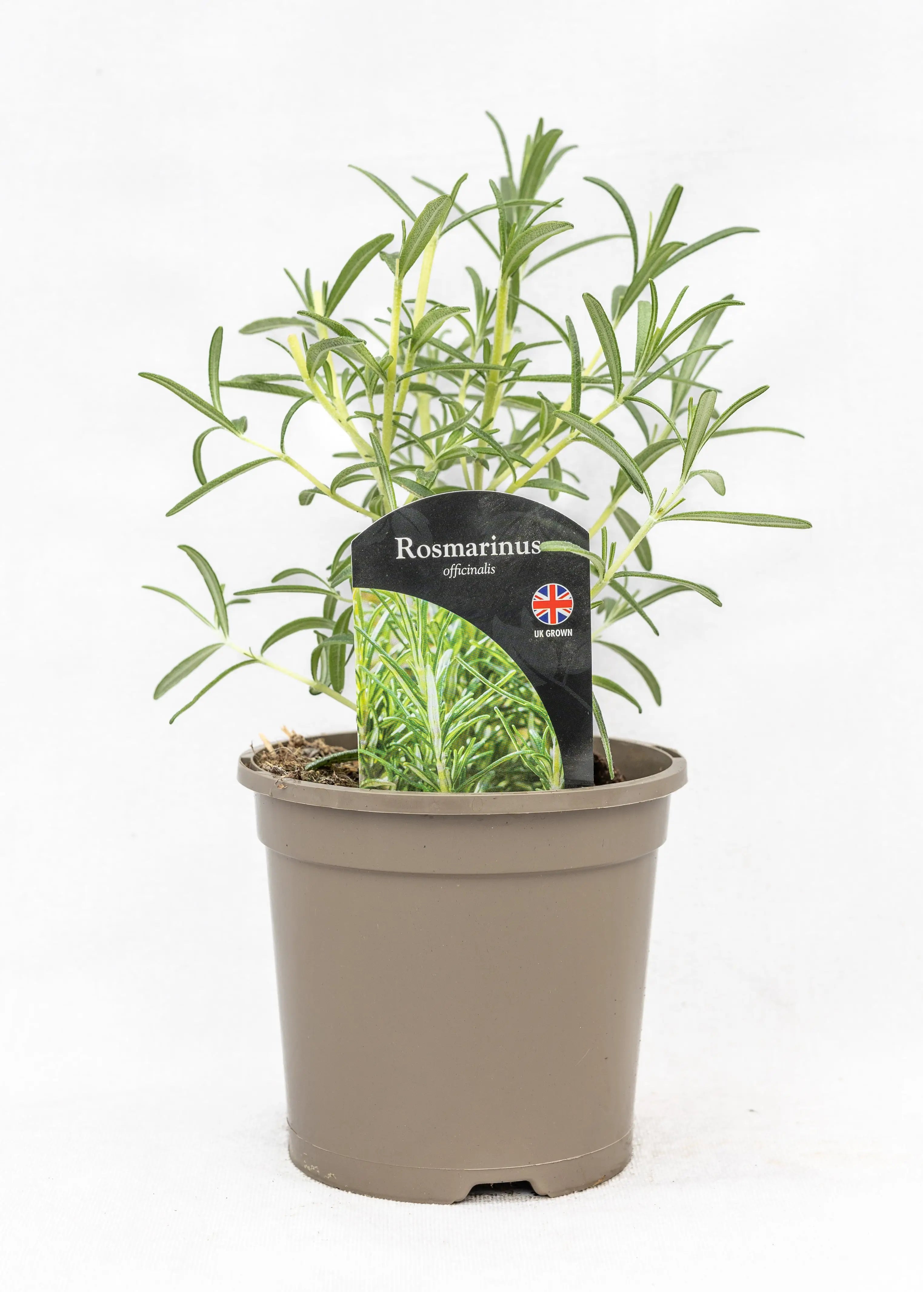 Rosmarinus 'Speedy'