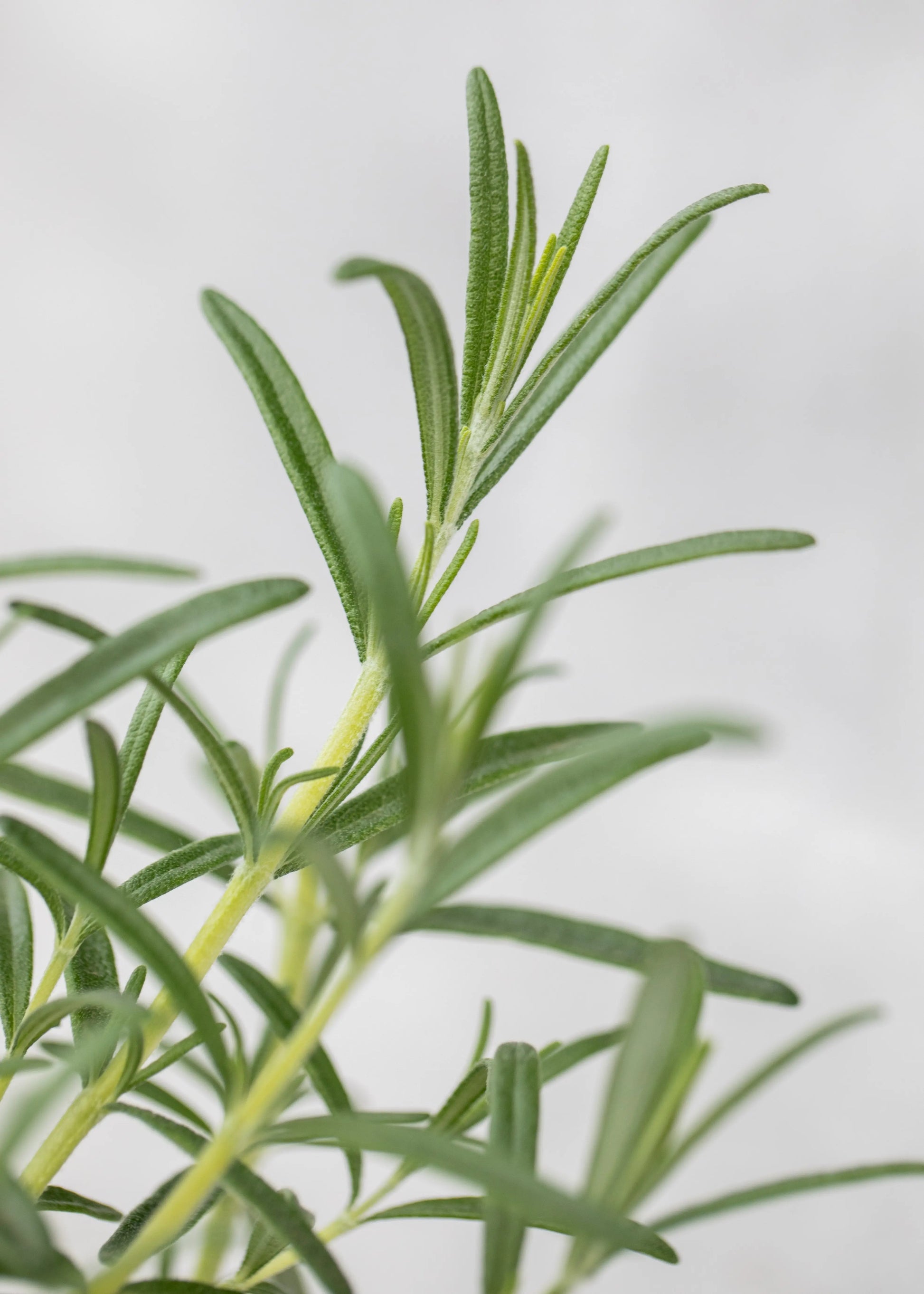 Rosmarinus 'Speedy'