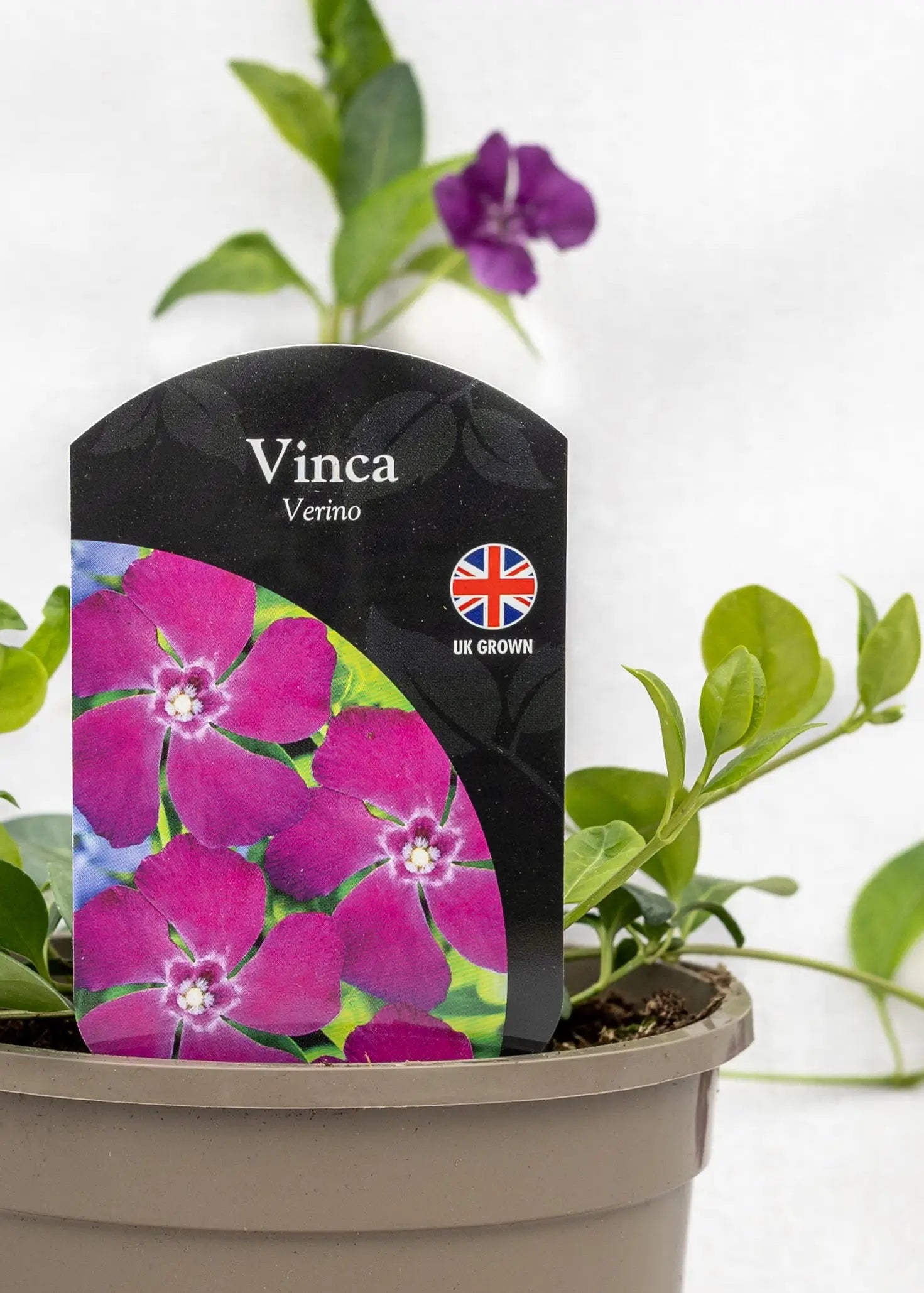 Vinca minor 'Verino'