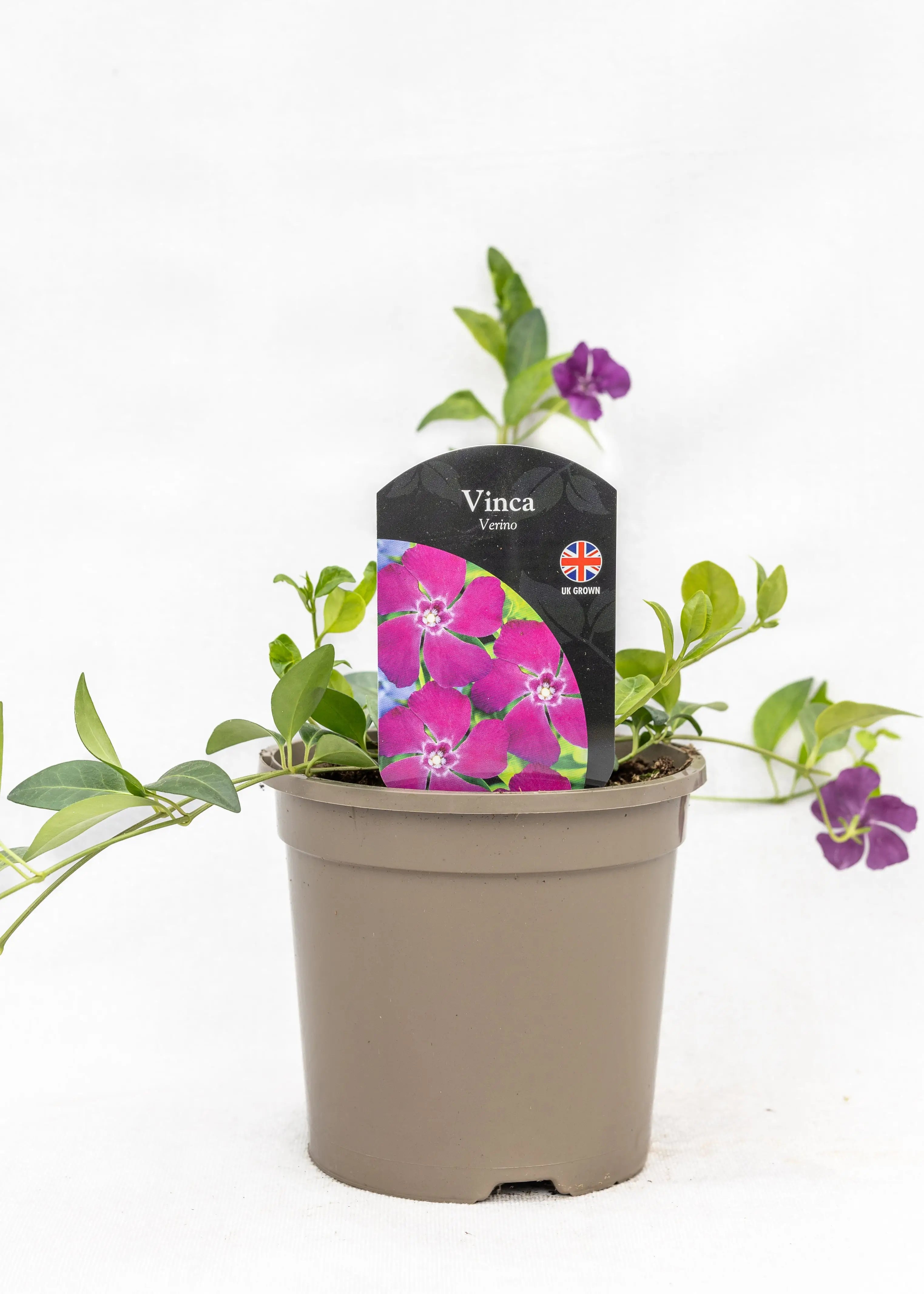 Vinca minor 'Verino'