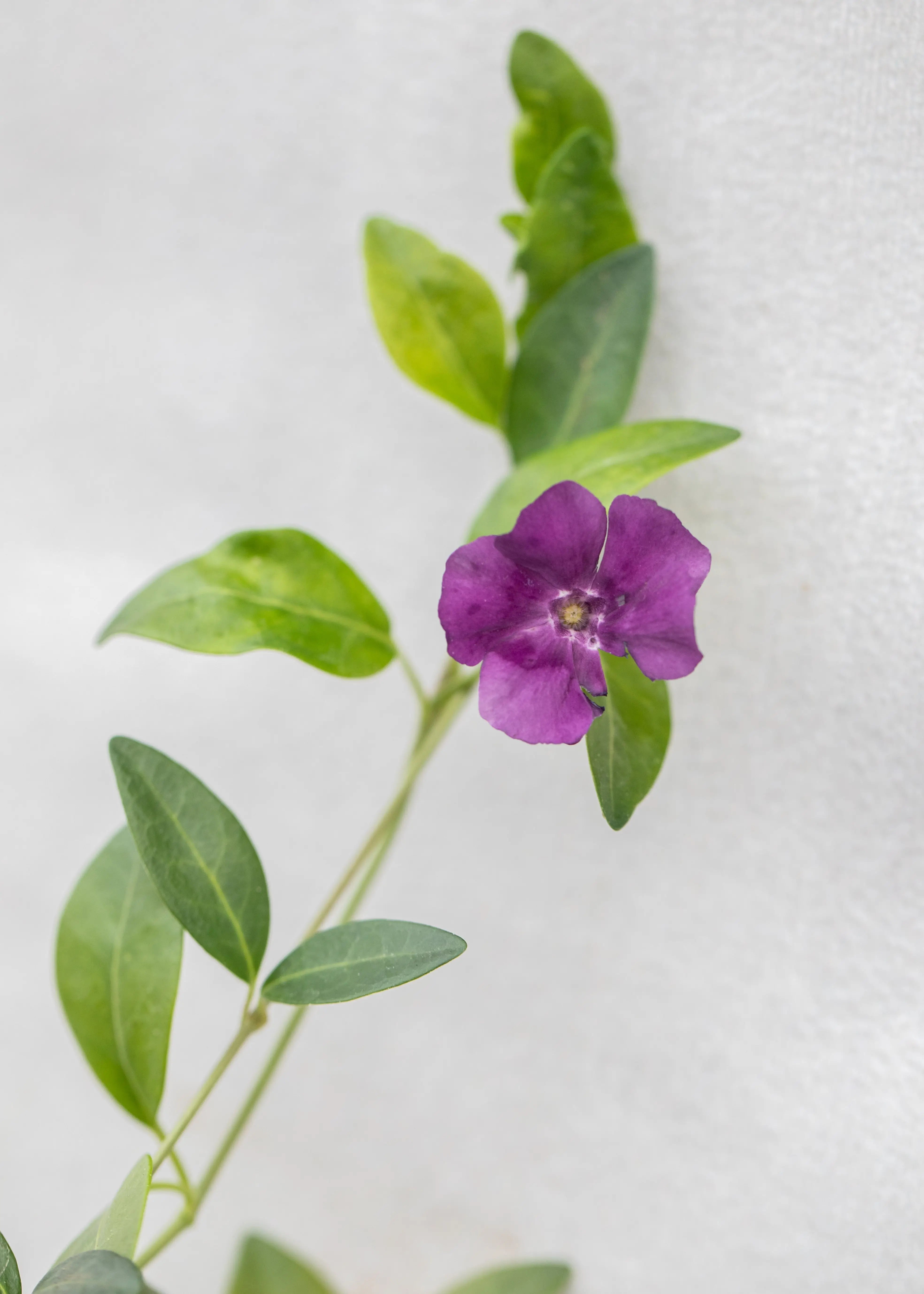 Vinca minor 'Verino'