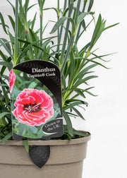 Dianthus caryophyllus 'Capitan Cook'