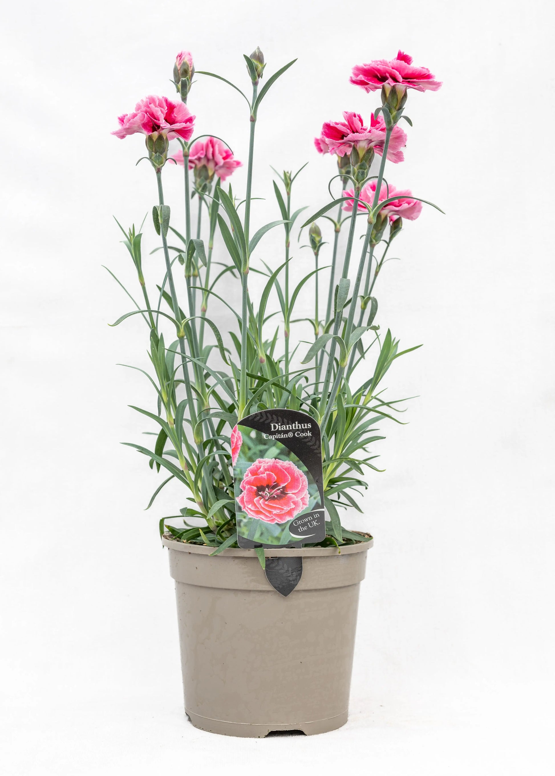 Dianthus caryophyllus 'Capitan Cook'