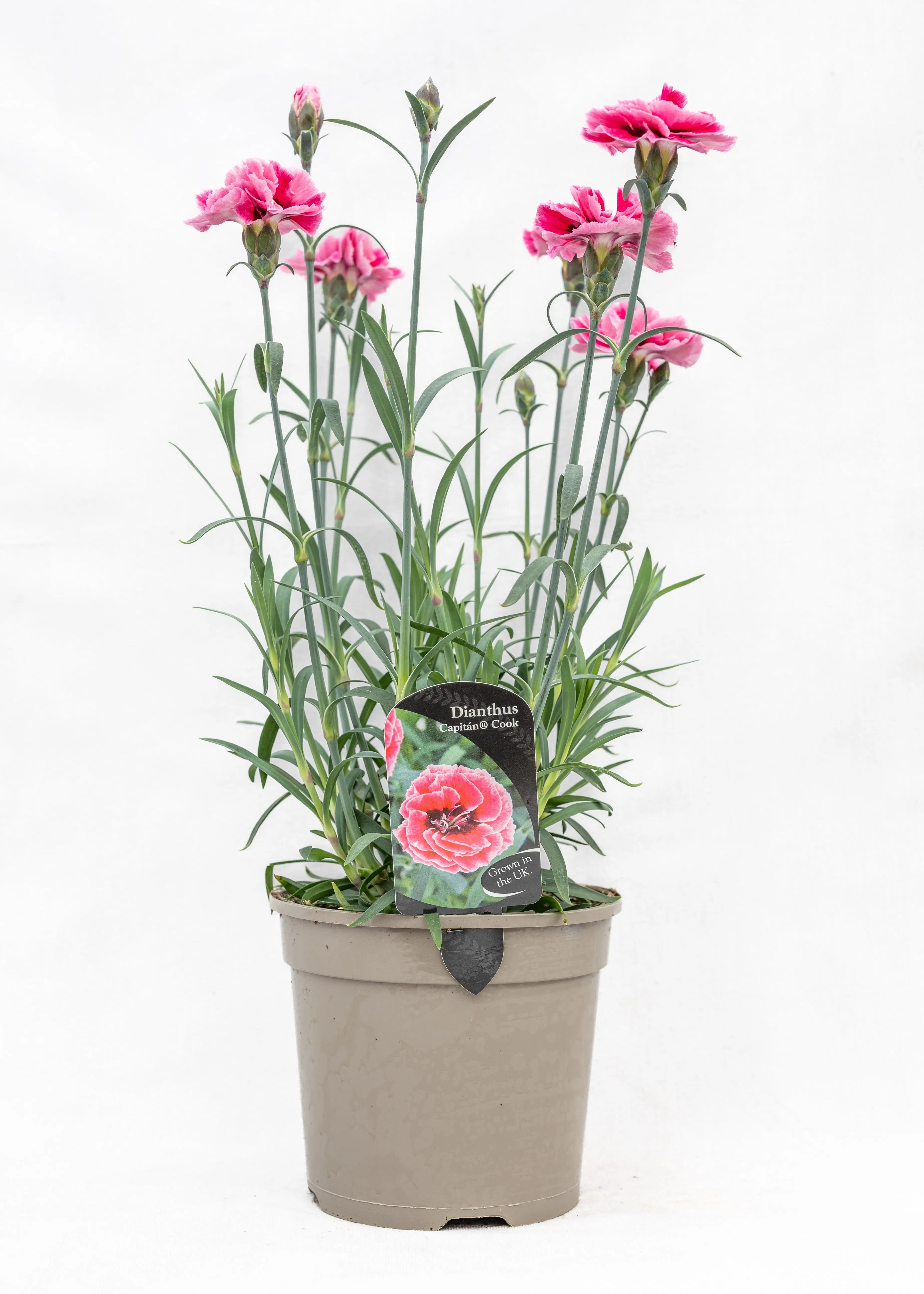 Dianthus caryophyllus 'Capitan Cook'