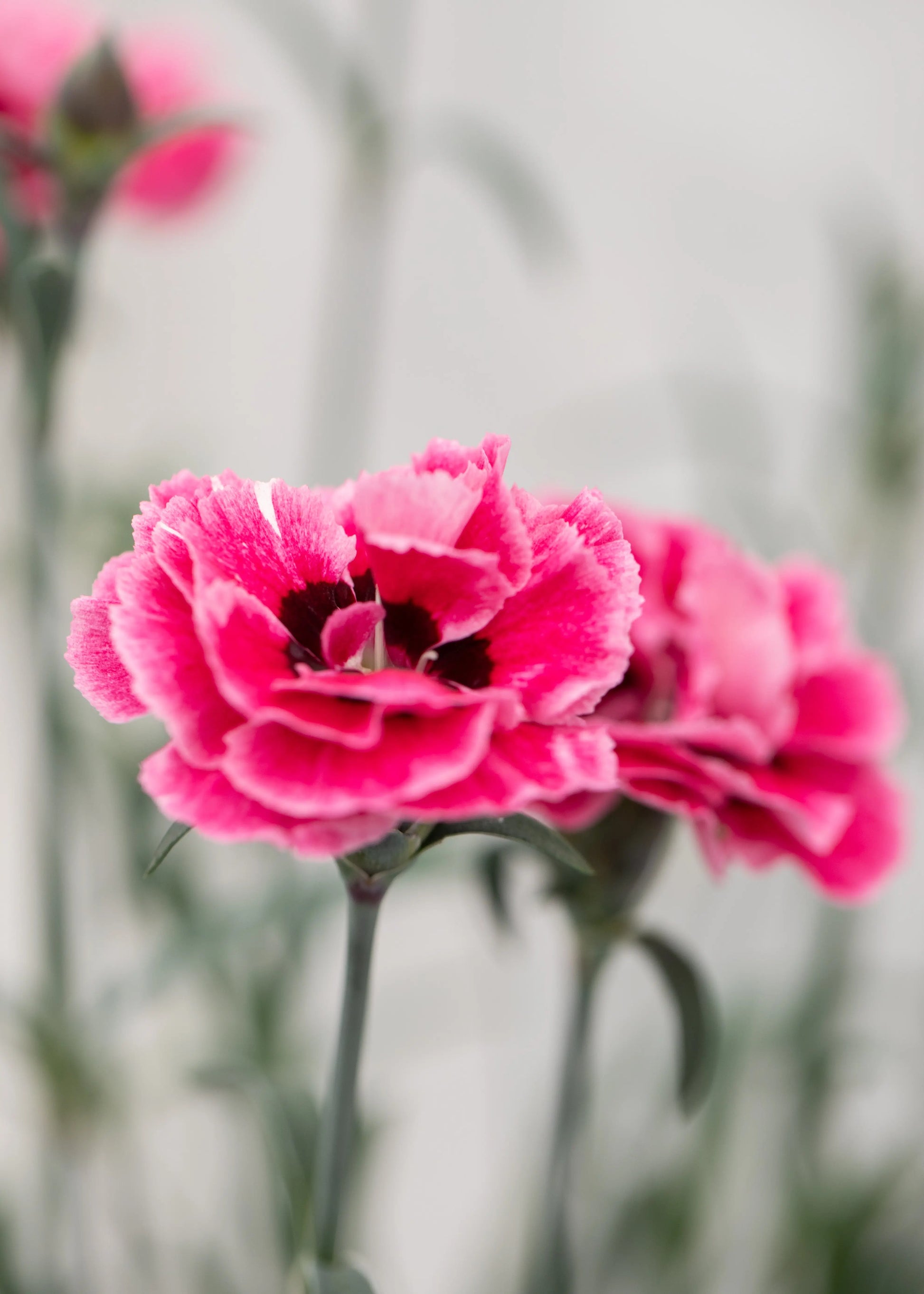 Dianthus caryophyllus 'Capitan Cook'