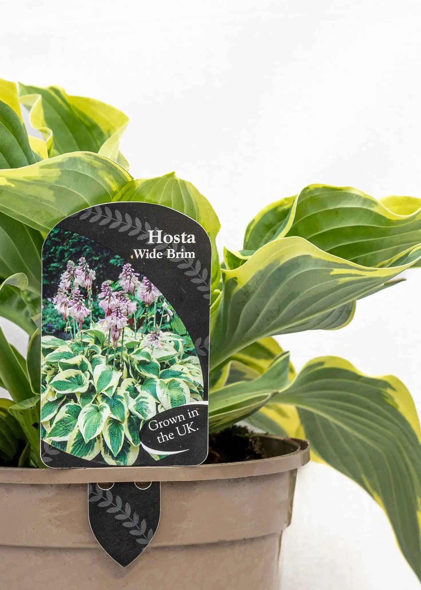 Hosta 'Wide Brim'
