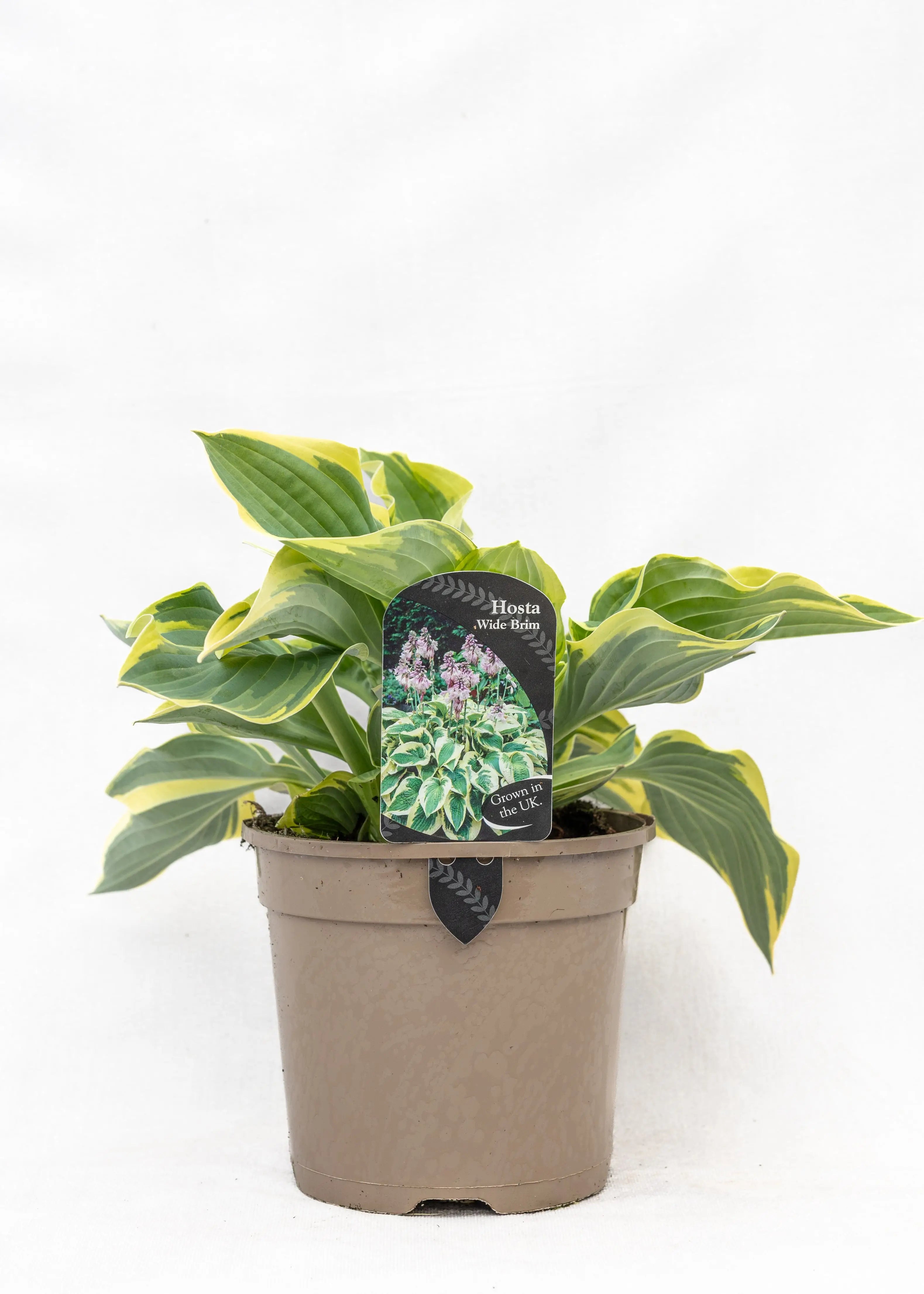 Hosta 'Wide Brim'