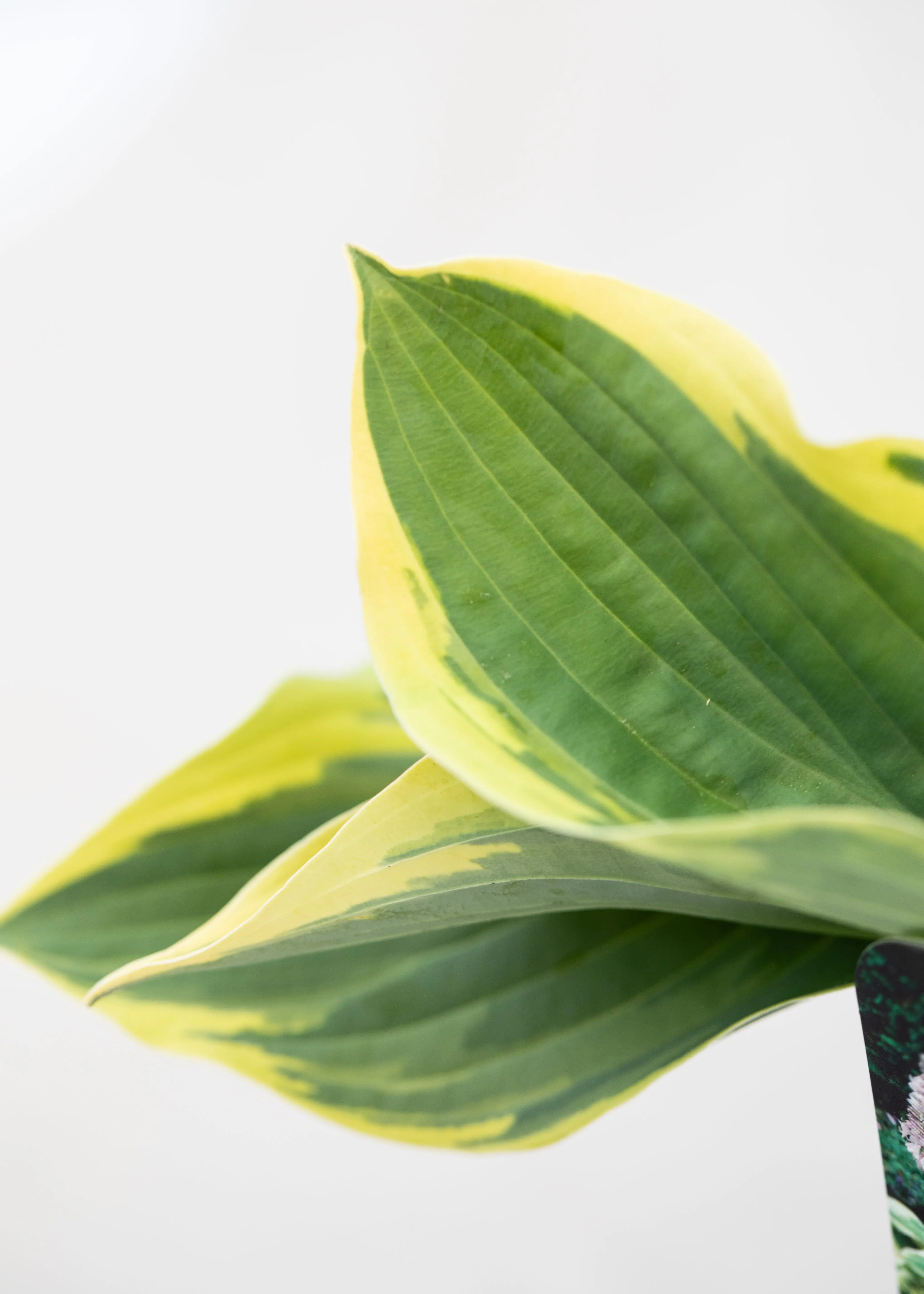 Hosta 'Wide Brim'