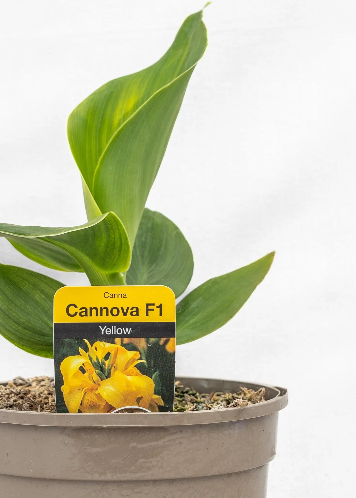 Canna 'Cannova Yellow'