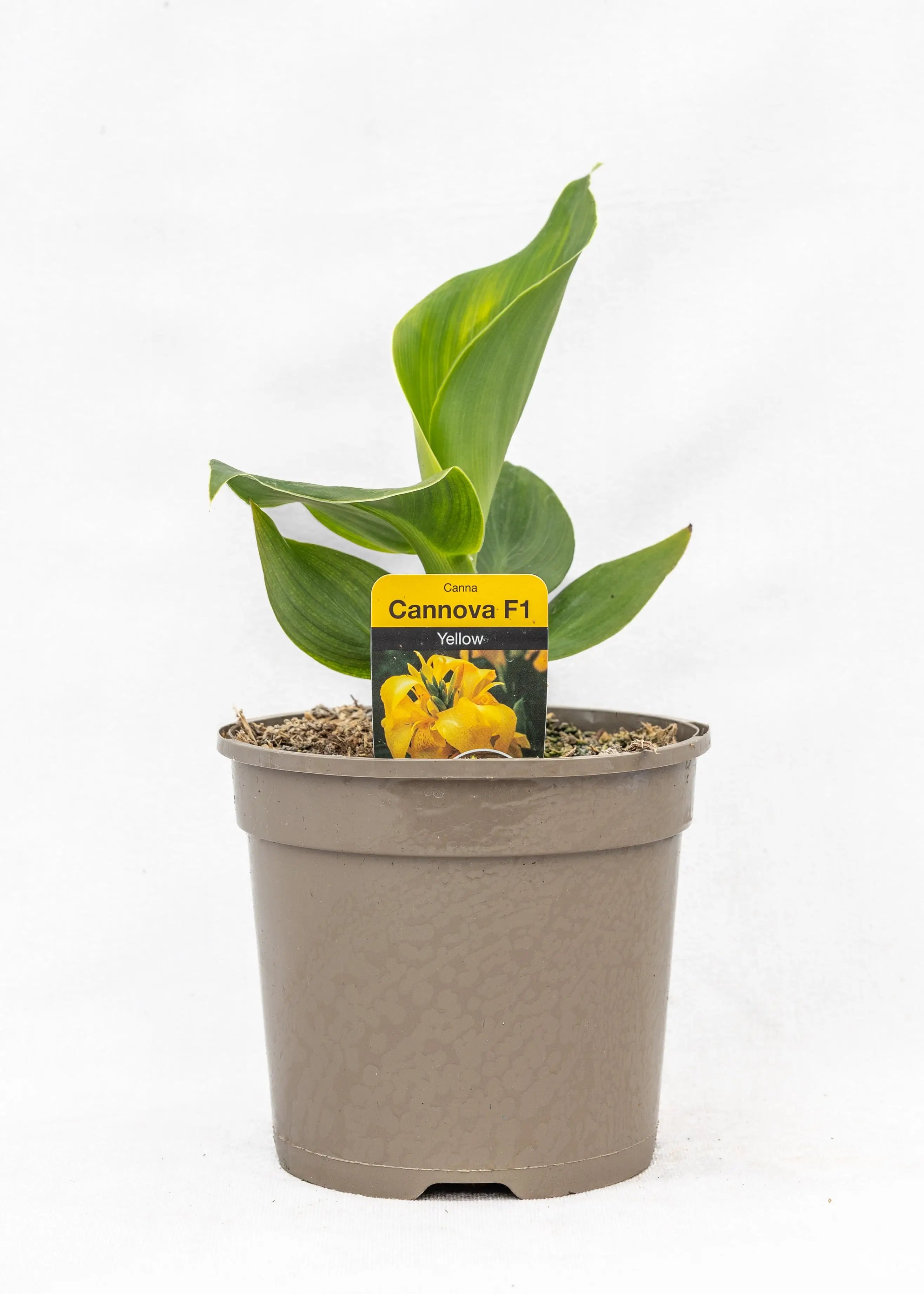 Canna 'Cannova Yellow'