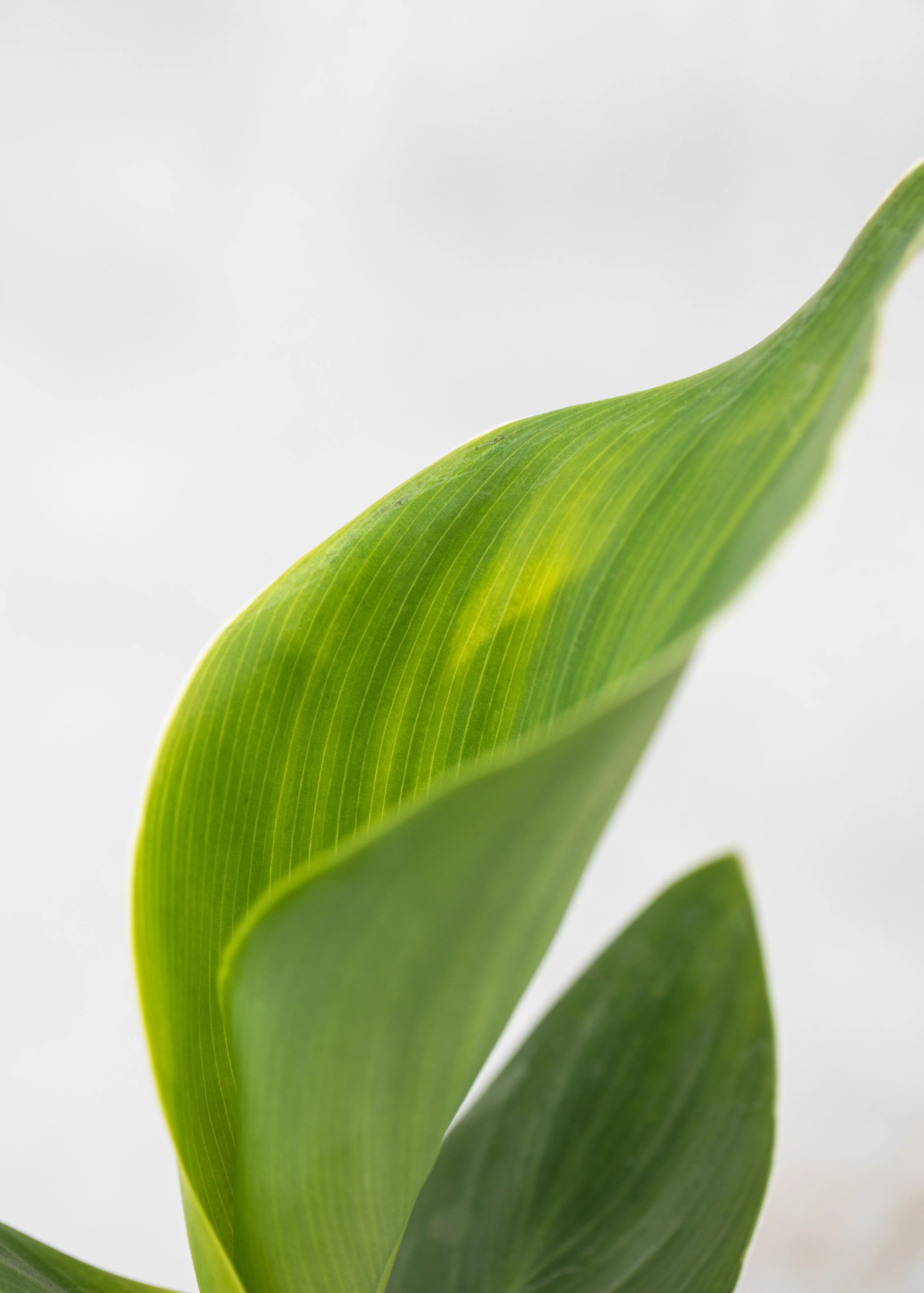 Canna 'Cannova Yellow'