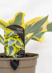 Hosta 'Shadowland Autumn Frost'