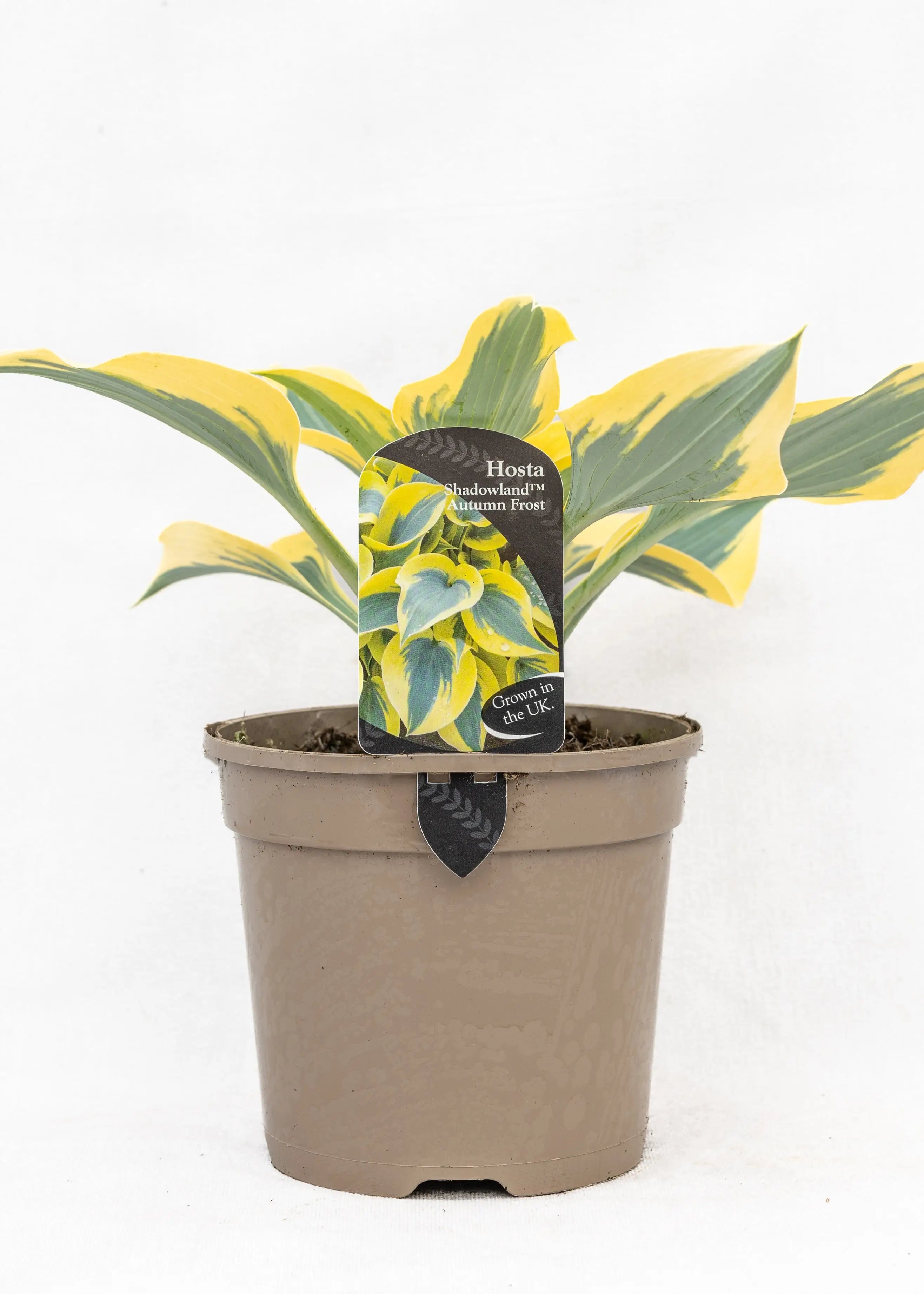 Hosta 'Shadowland Autumn Frost'