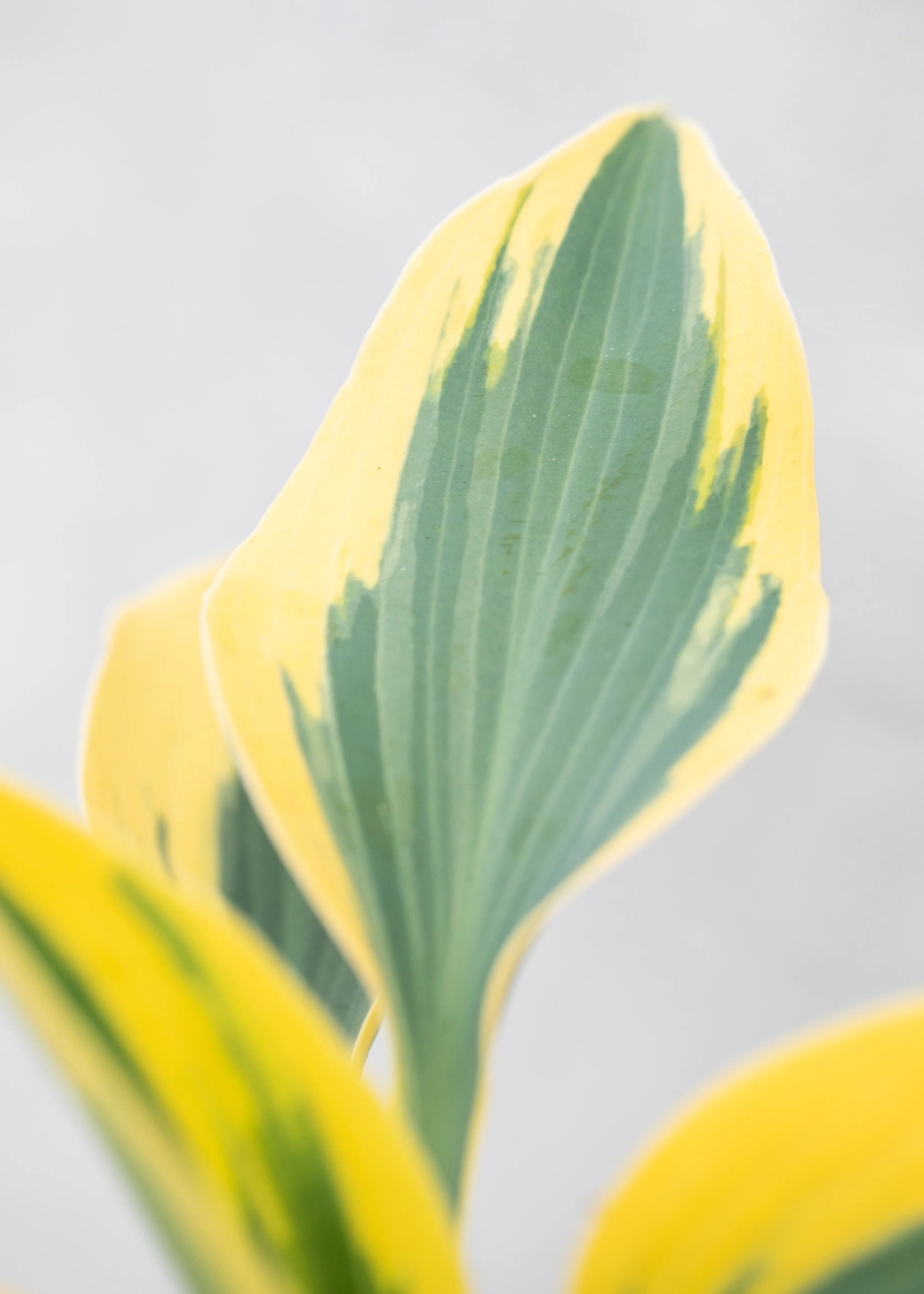 Hosta 'Shadowland Autumn Frost'