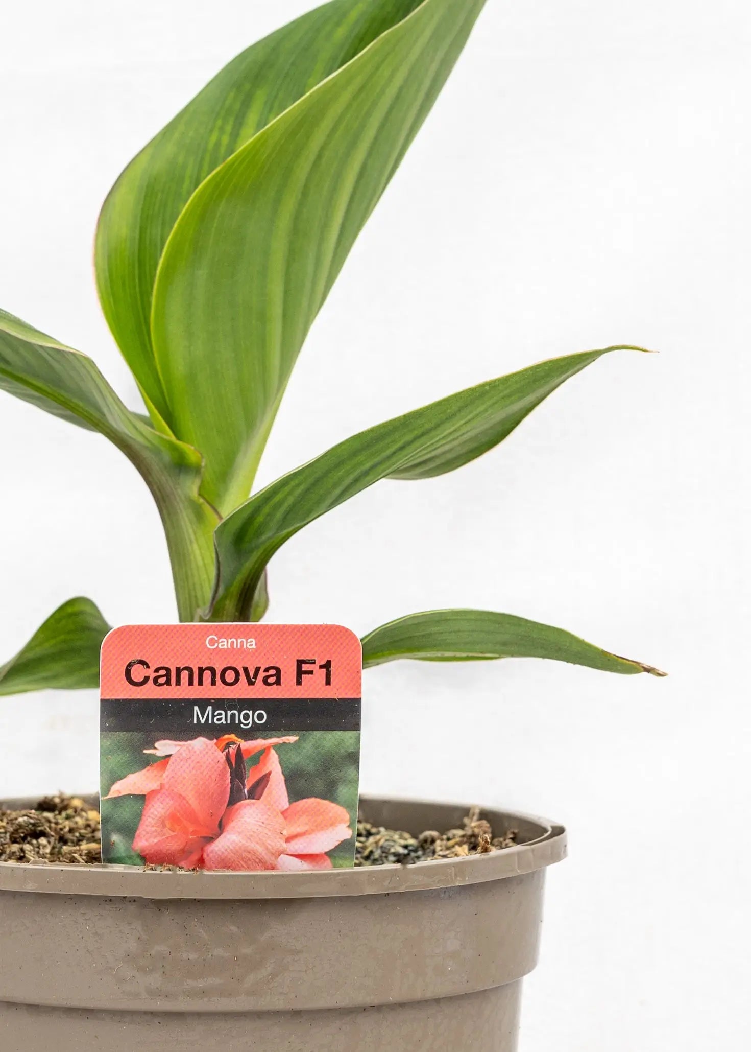 Canna 'Cannova Mango'