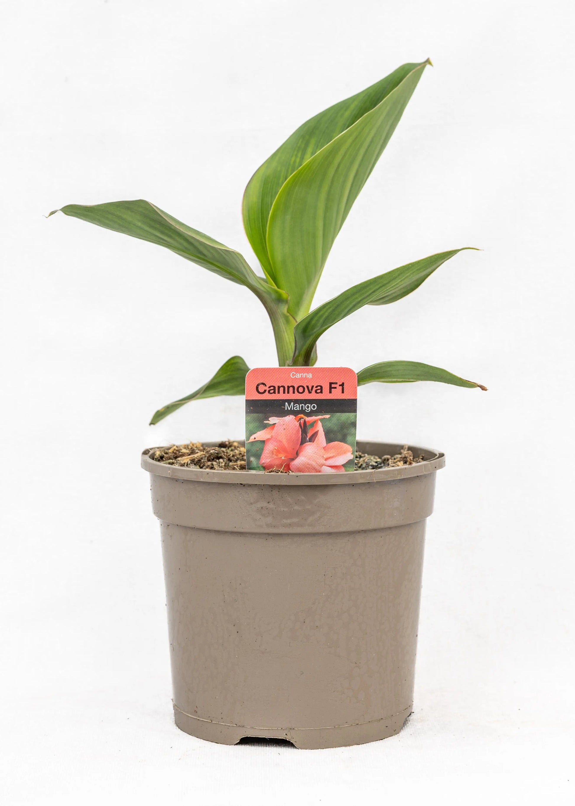 Canna 'Cannova Mango'
