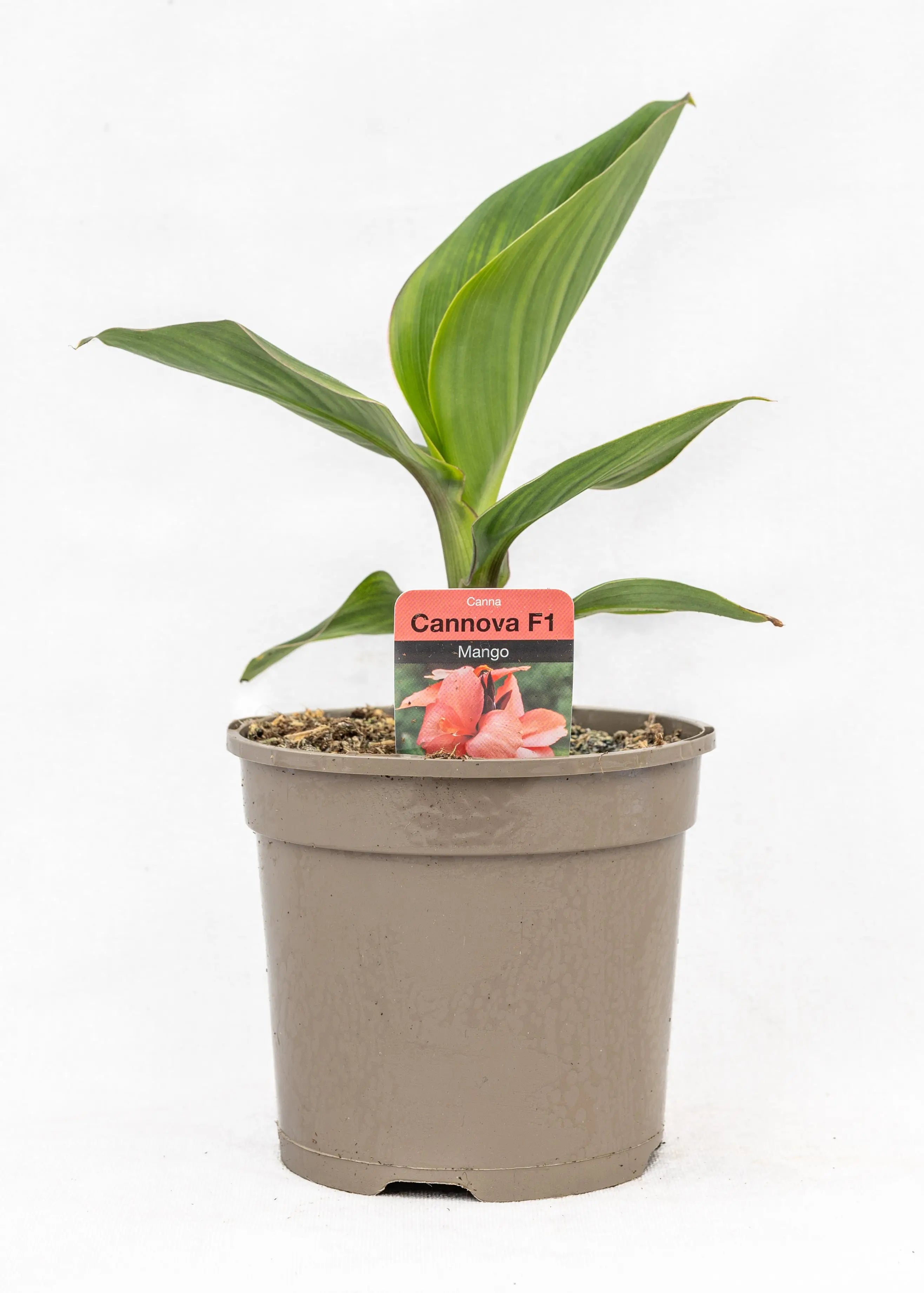 Canna 'Cannova Mango'