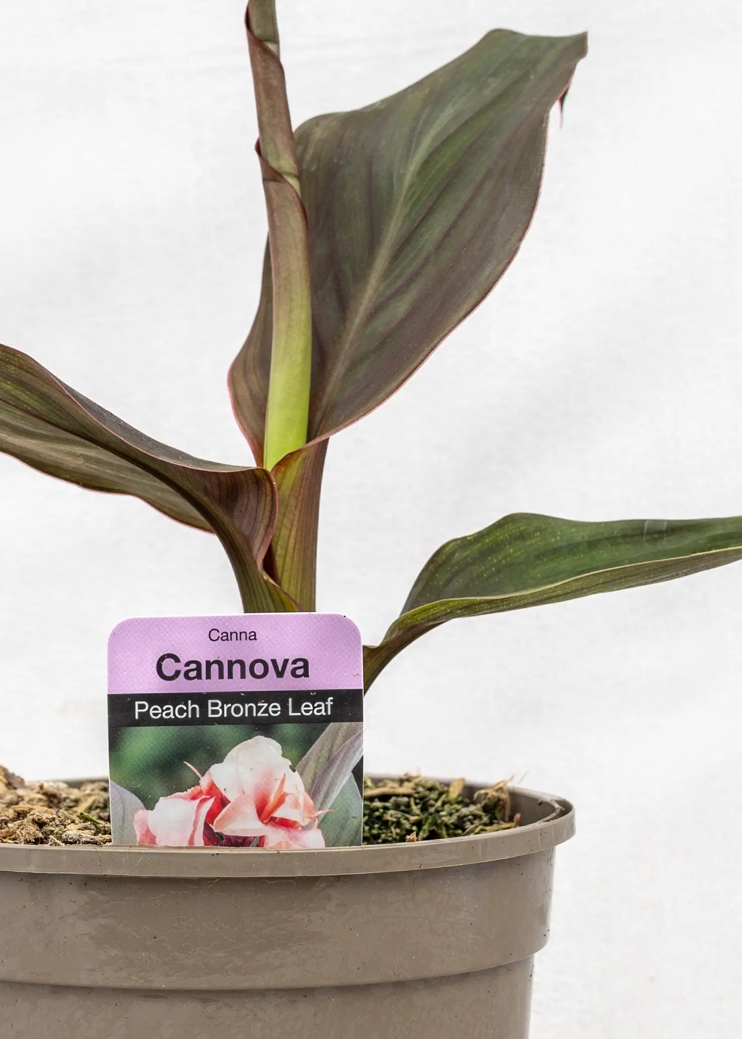 Canna 'Cannova Peach Bronze Leaf'