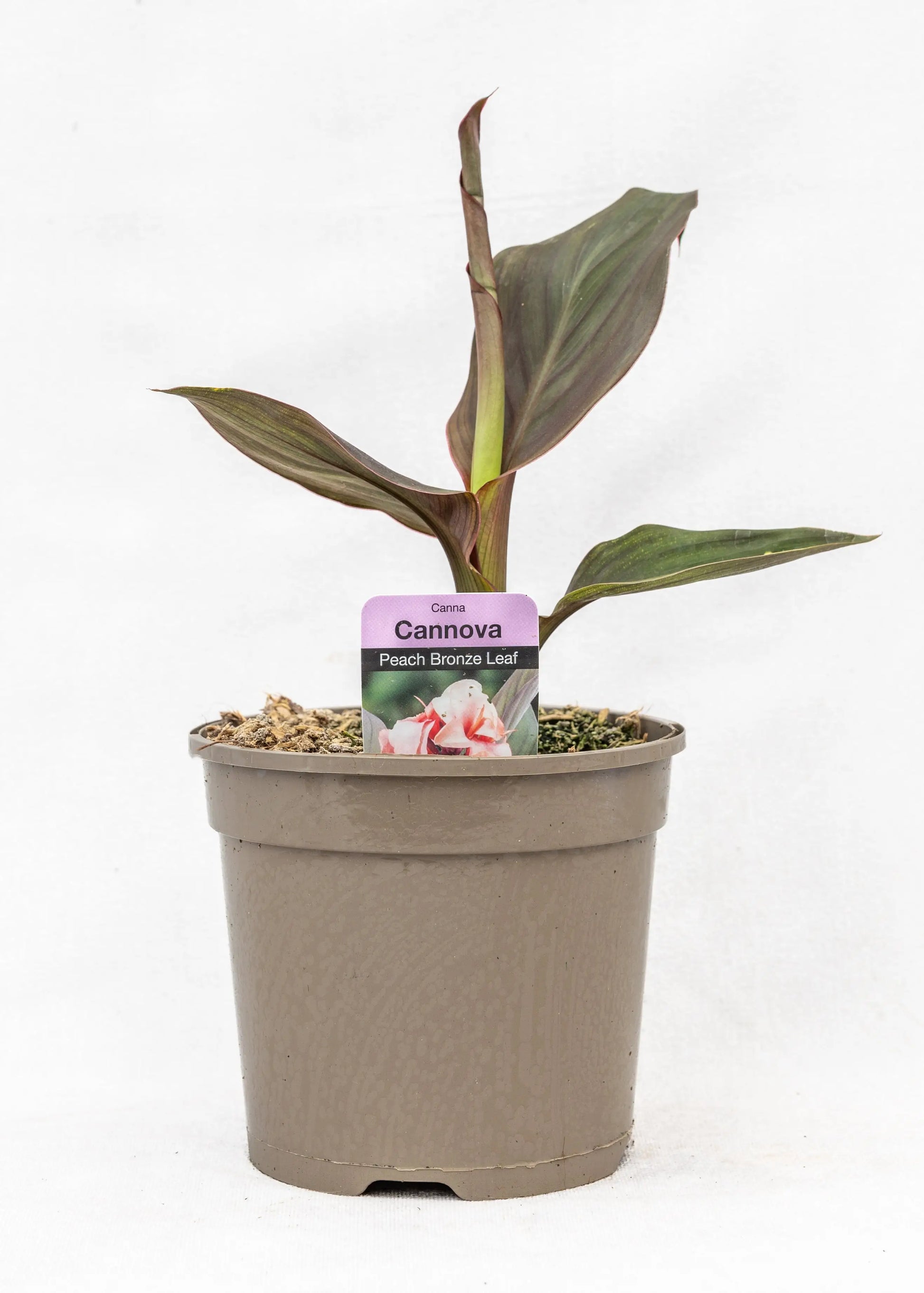 Canna 'Cannova Peach Bronze Leaf'