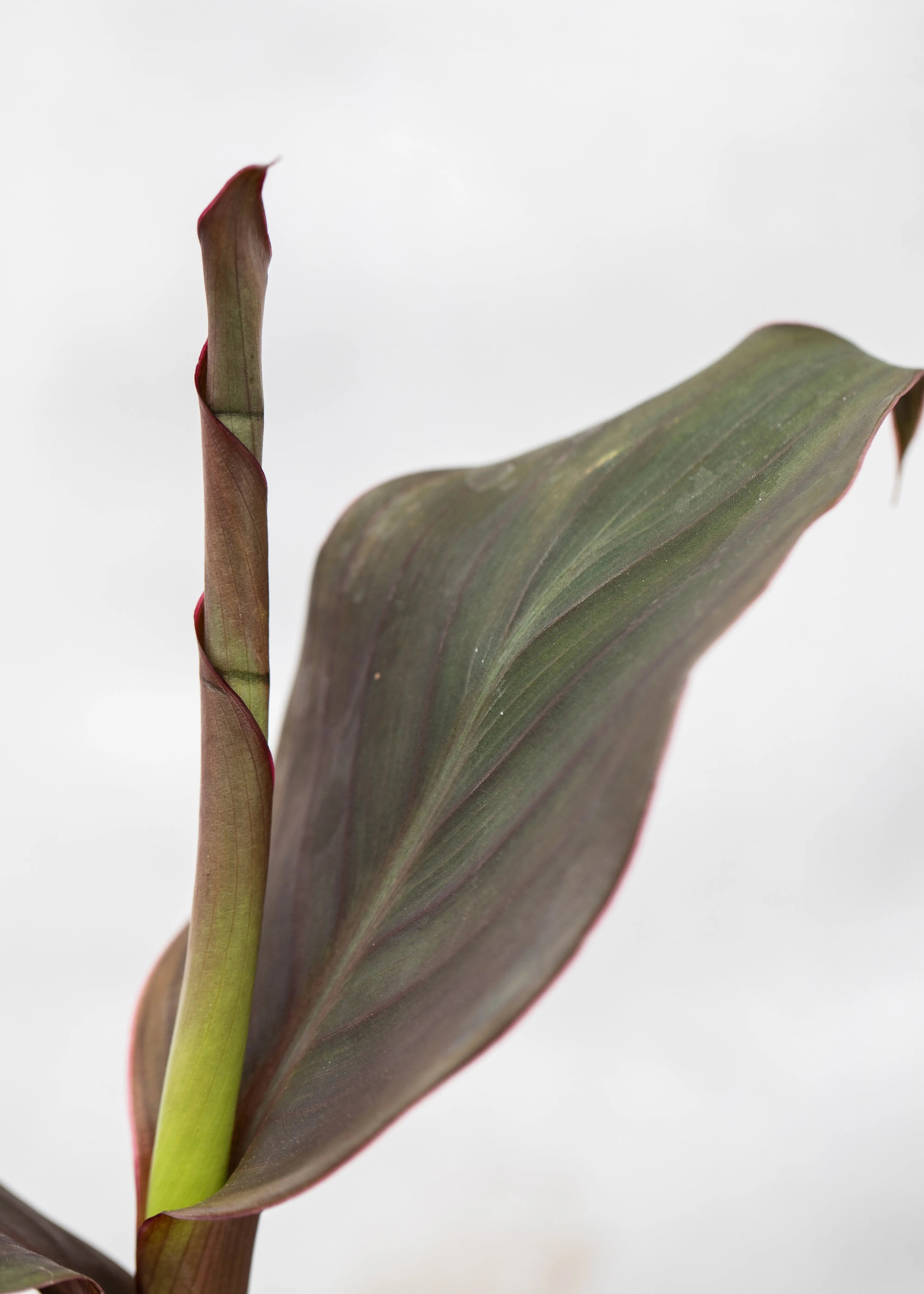 Canna 'Cannova Peach Bronze Leaf'
