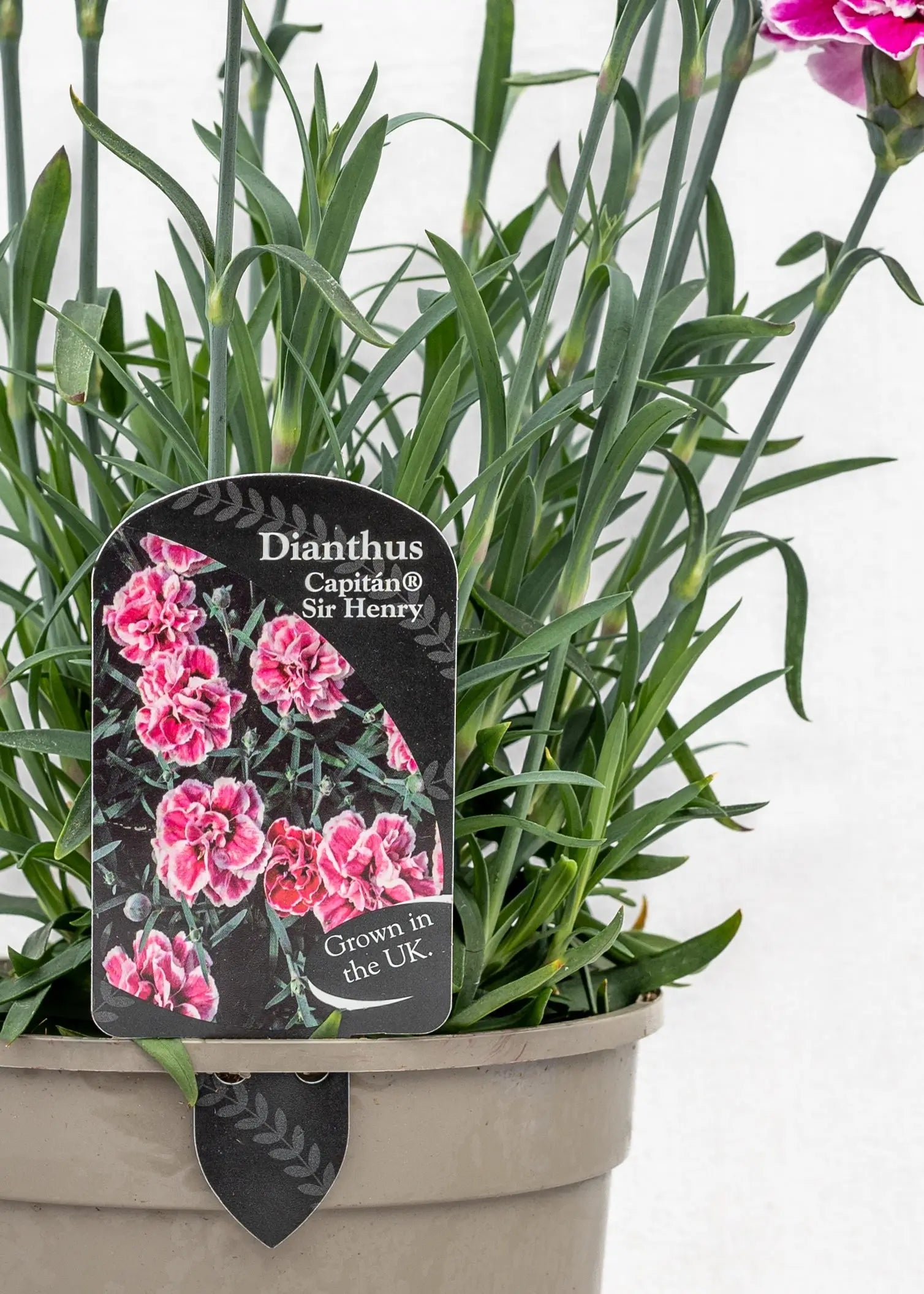 Dianthus caryophyllus 'Capitan Sir Henry'
